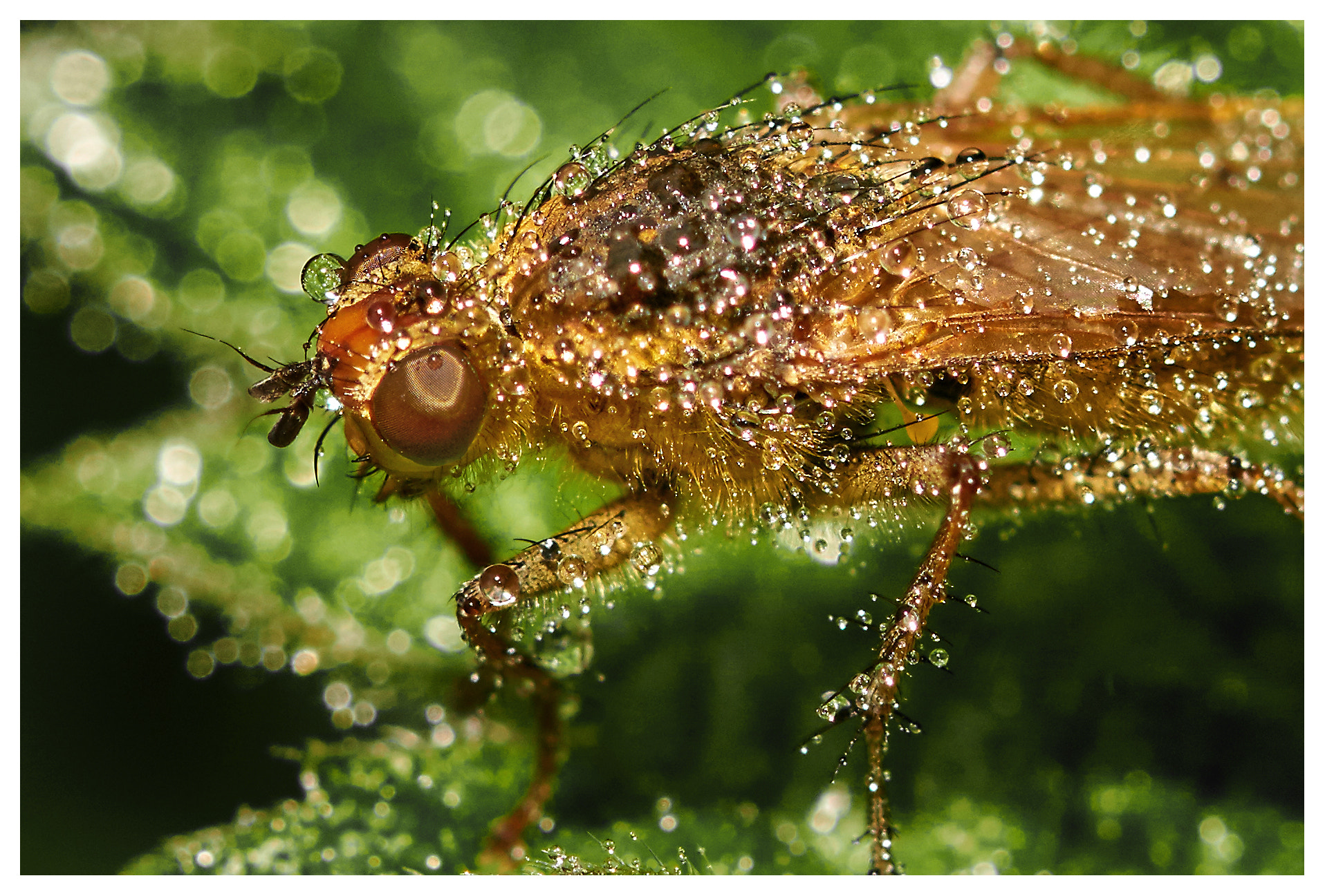 147mm F4 sample photo. Wet fly. photography