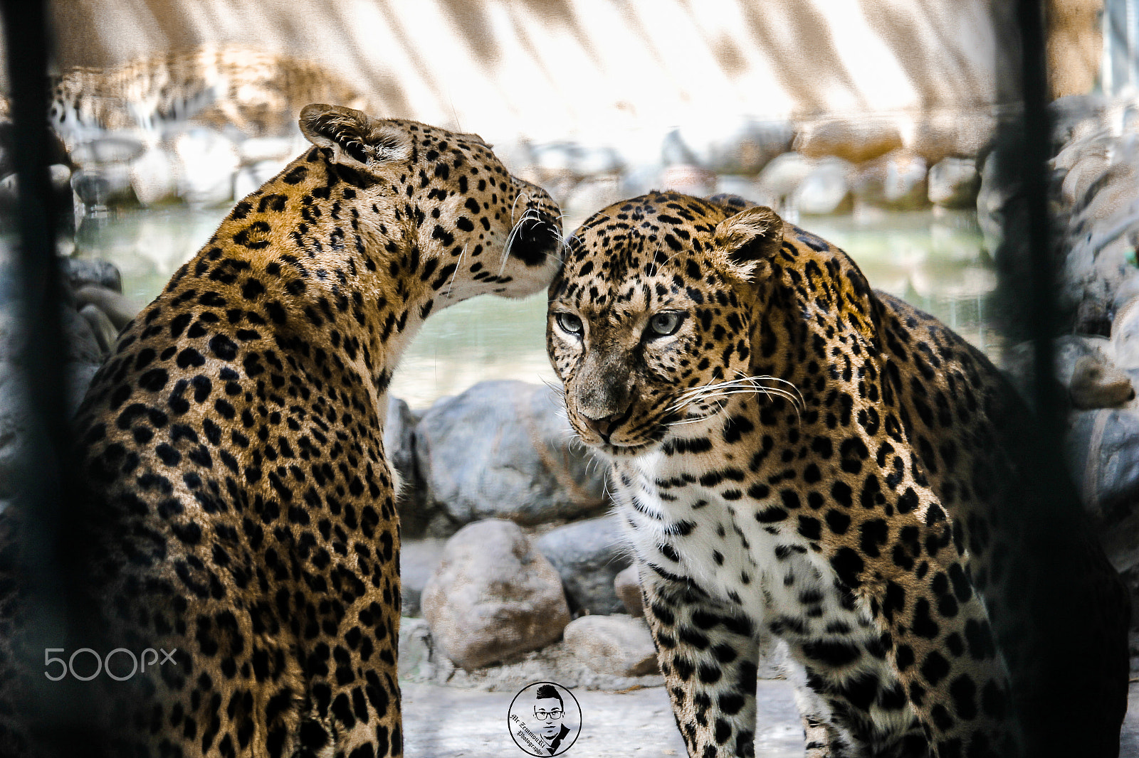 Canon EF-S 55-250mm F4-5.6 IS STM sample photo. Couple of jaguar photography