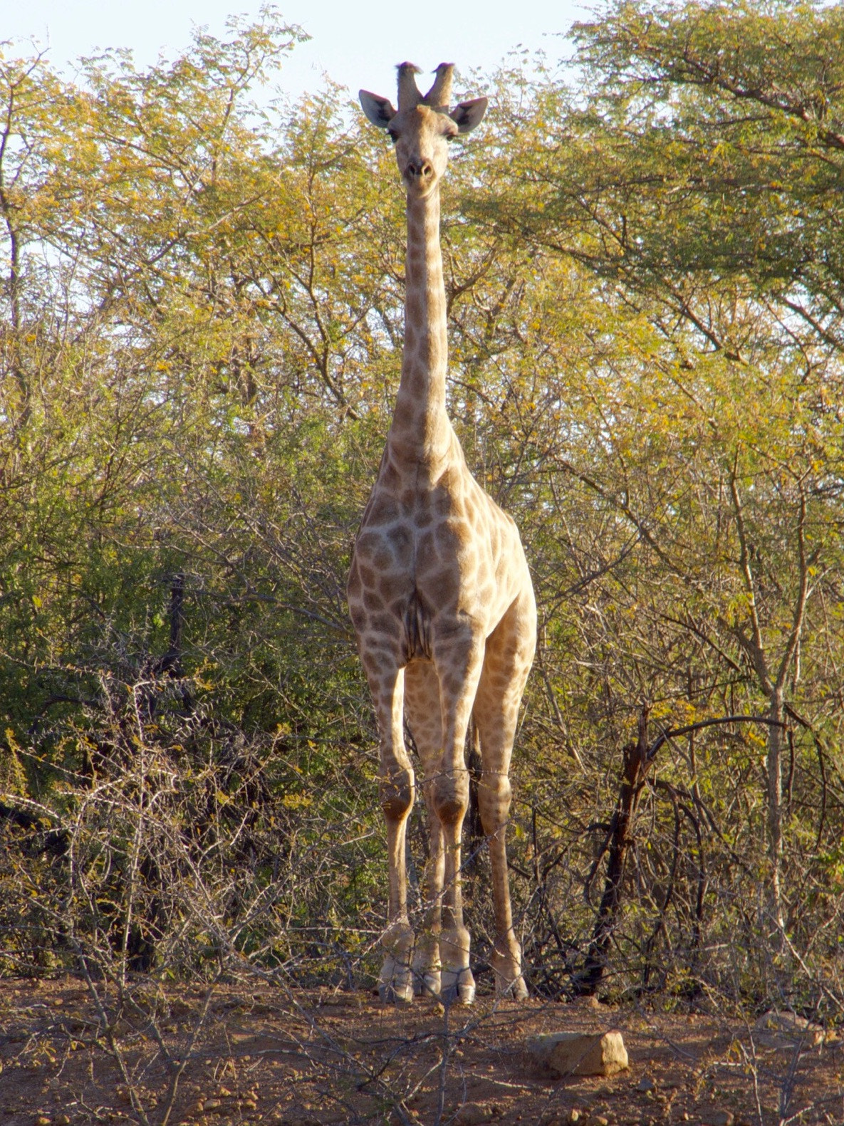 OLYMPUS M.14-150mm F4.0-5.6 II sample photo. Giraffe photography