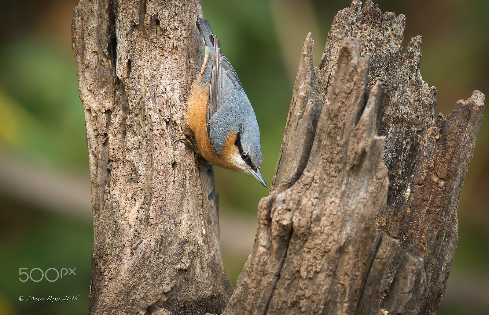 Nikon AF-S Nikkor 500mm F4E FL ED VR sample photo. "it's just a question of balance" picchio muratore photography