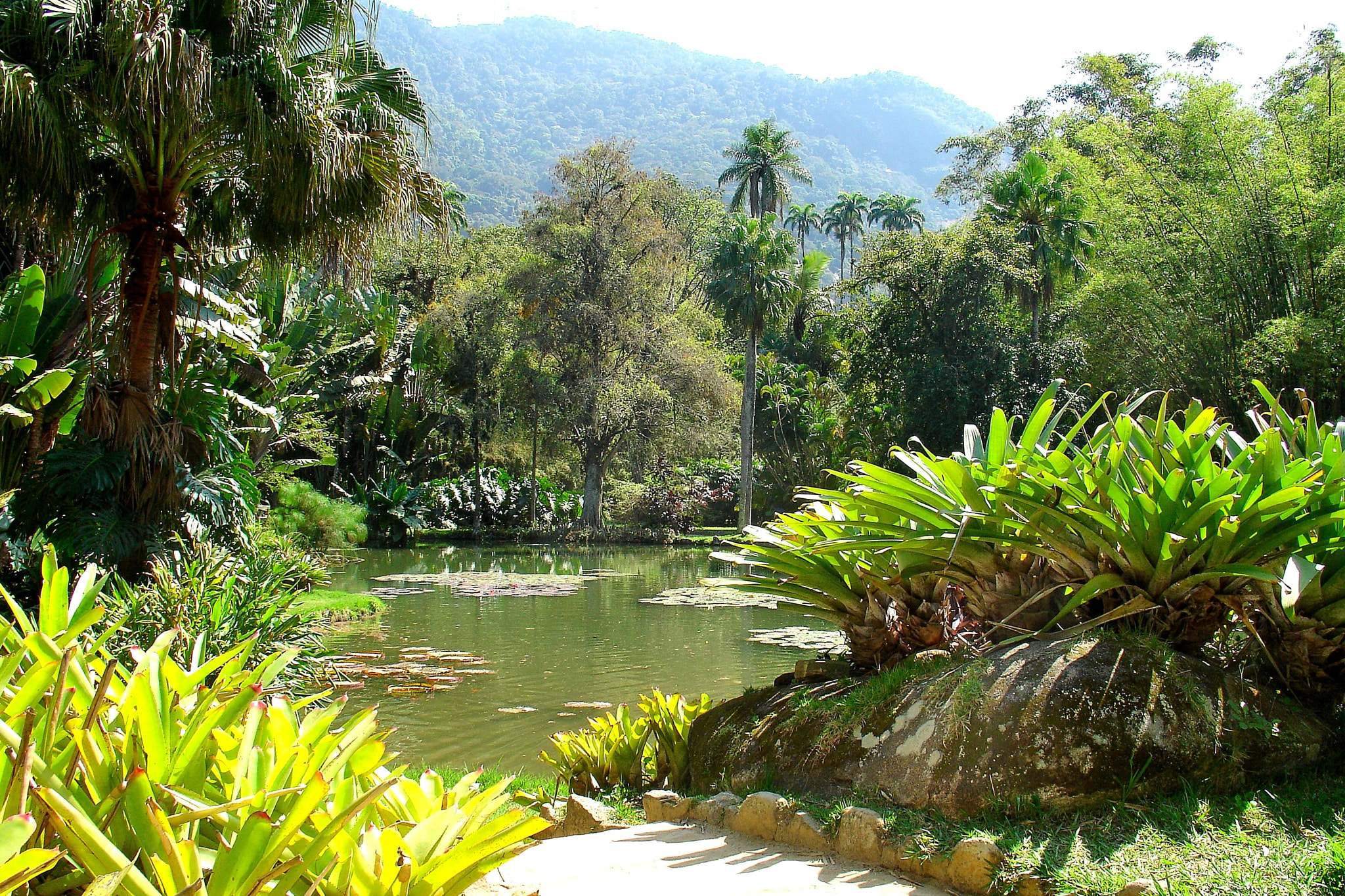 Sony DSC-V3 sample photo. Rio de janeiro botanic garden. photography