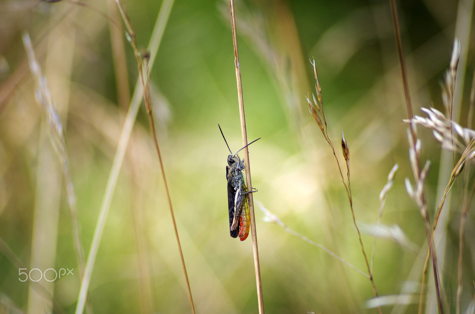 Pentax K-5 + Sigma sample photo. Chorthippus brunneus photography