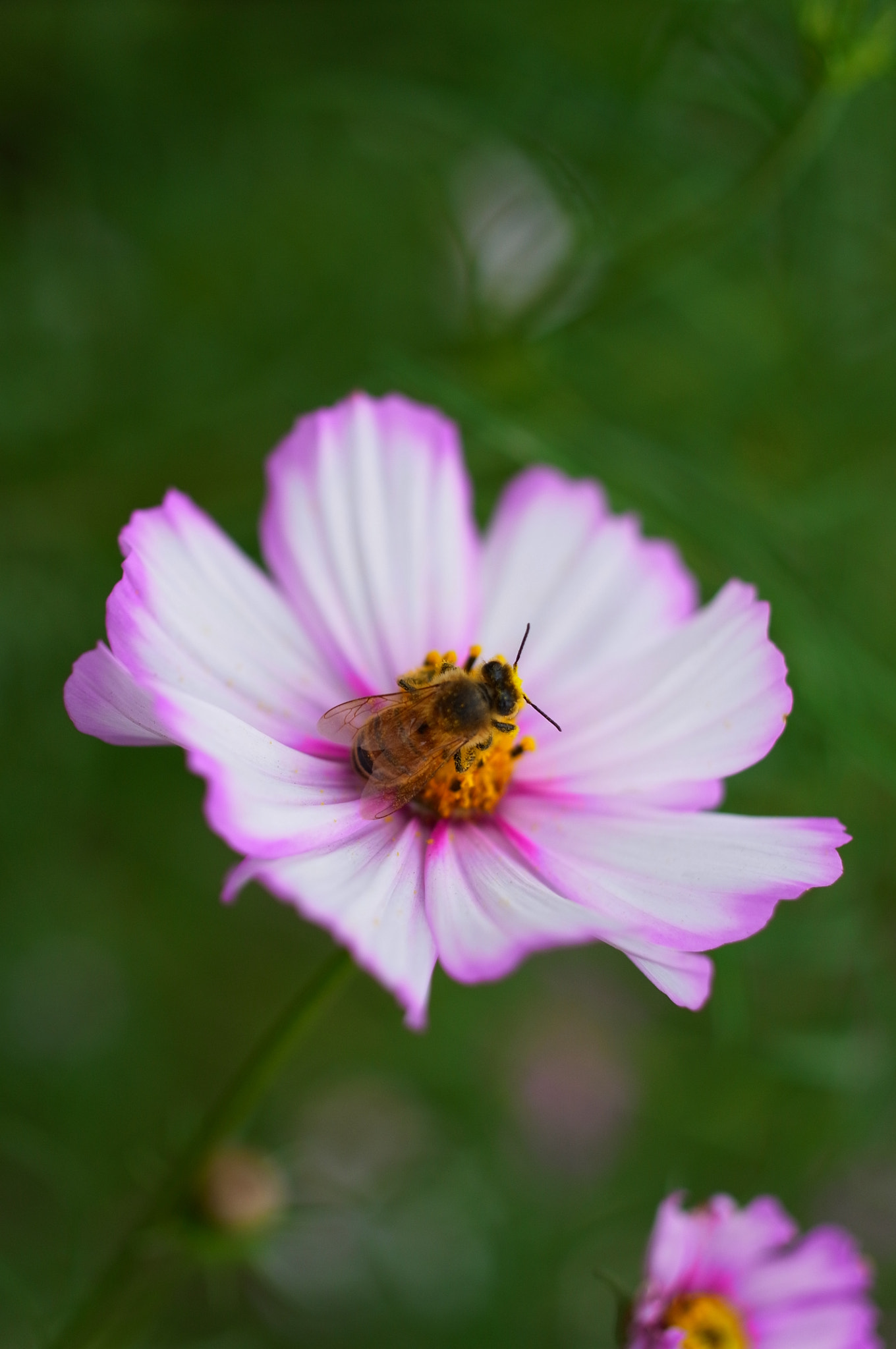 Ricoh GXR A12 sample photo. Honeybee and cosmos photography
