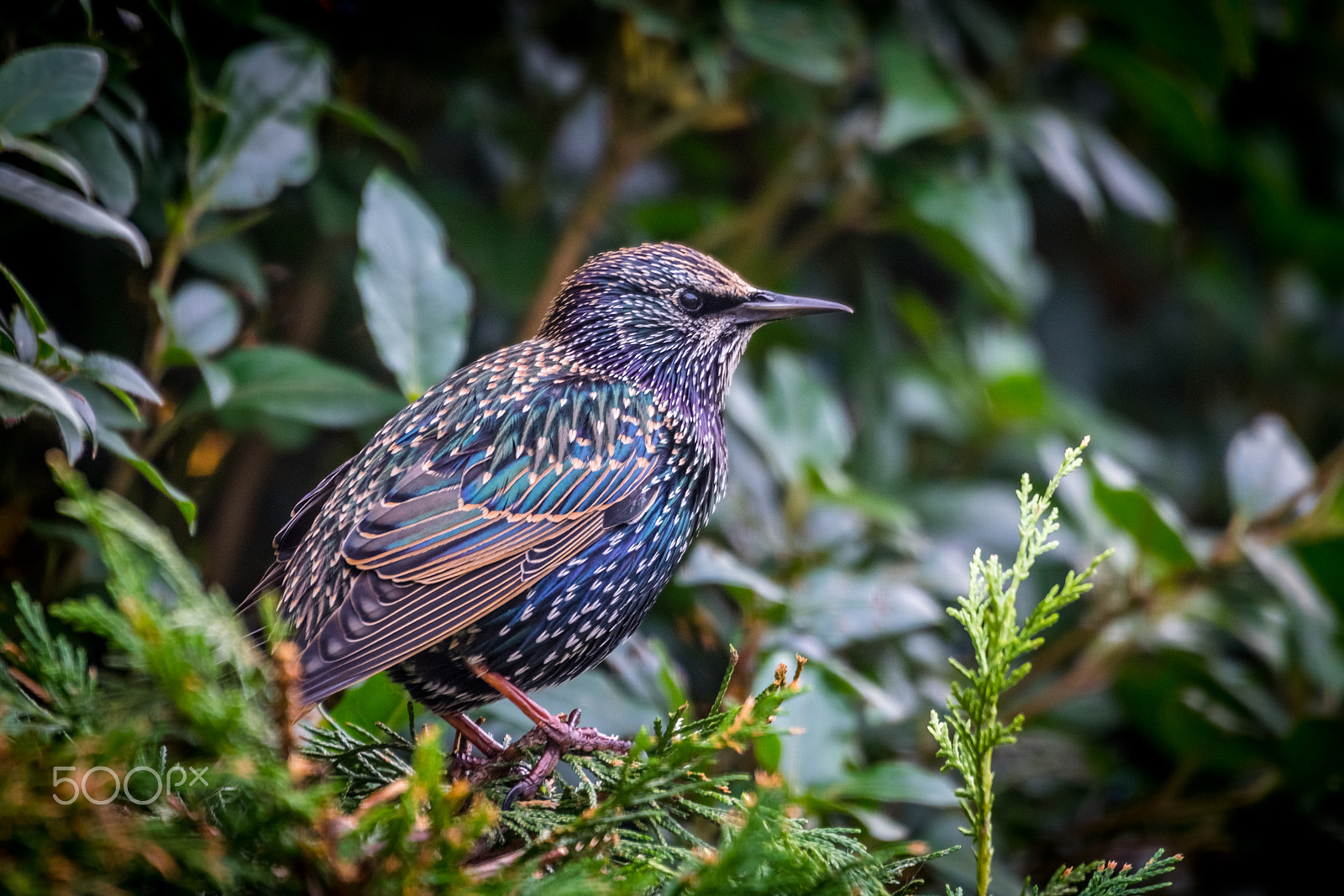 Nikon D5300 + Sigma 50-500mm F4.5-6.3 DG OS HSM sample photo. Starling in the hedge photography