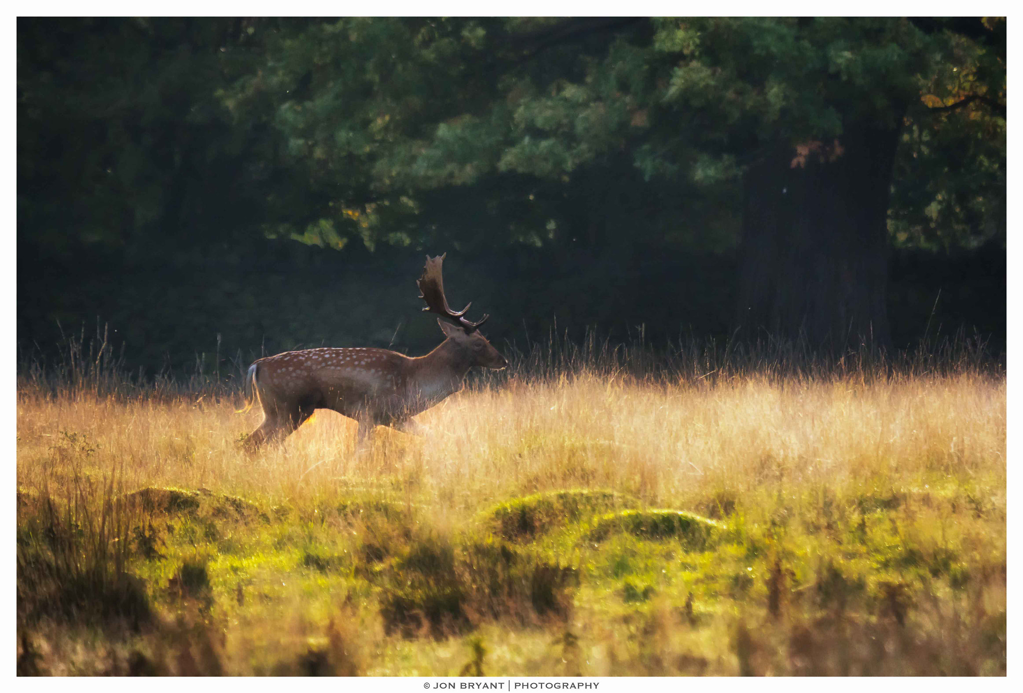LEICA DG 100-400/F4.0-6.3 sample photo. Dawn and the deer rut photography