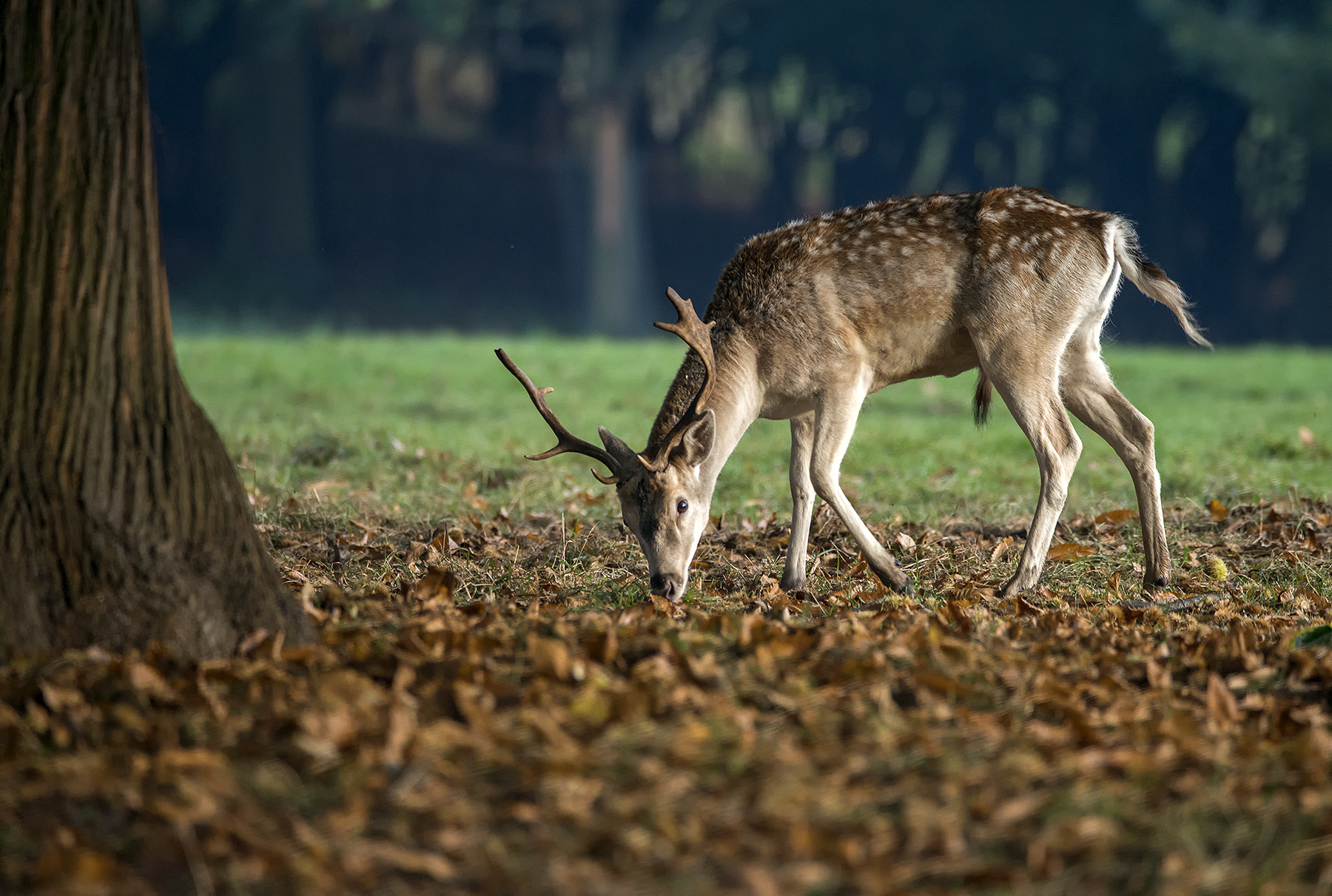 Sigma 150-600mm F5-6.3 DG OS HSM | C sample photo. Fallow deer photography