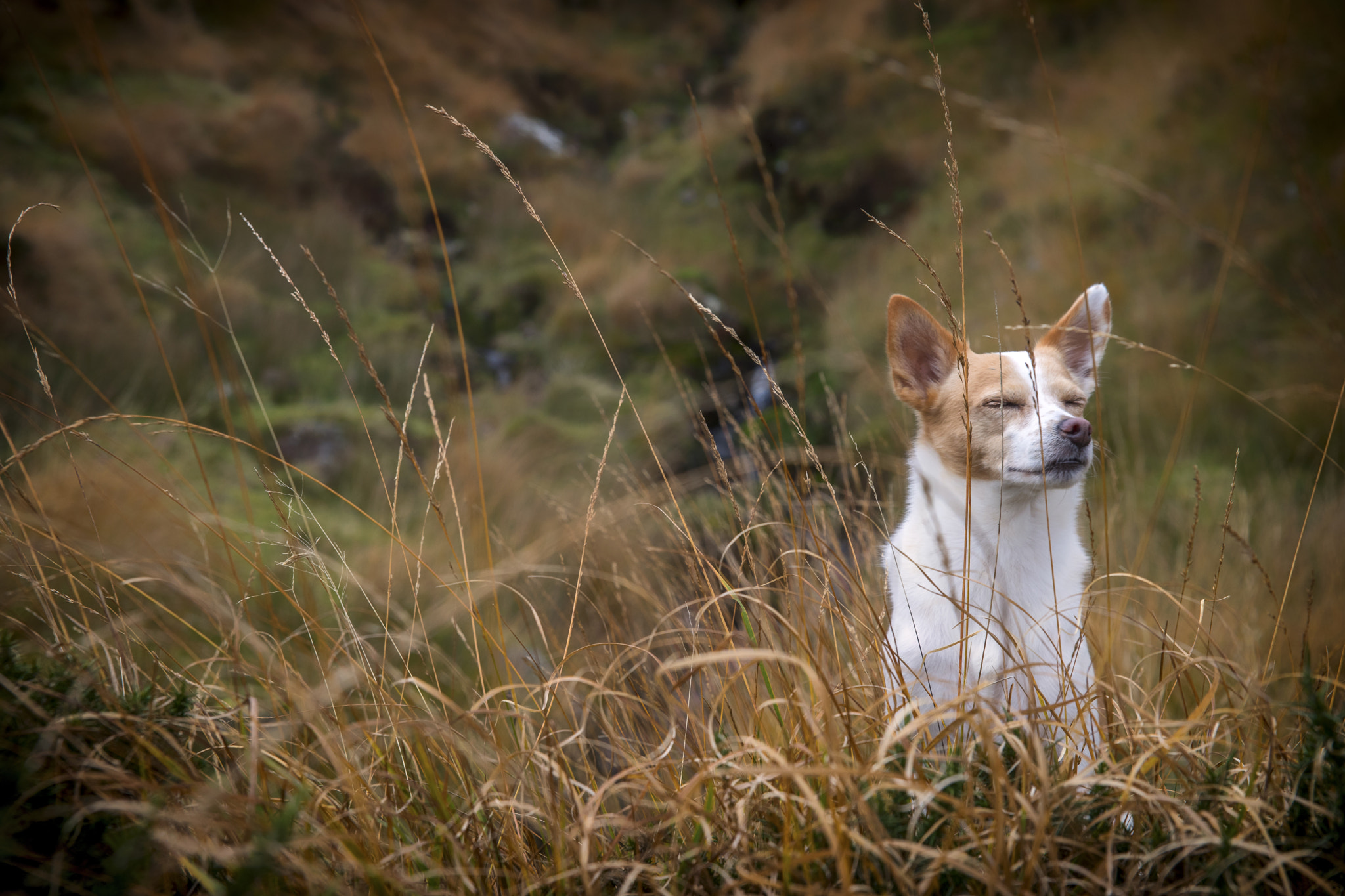 24-70mm F2.8 sample photo. Brecon beacon national park and a cute dog photography