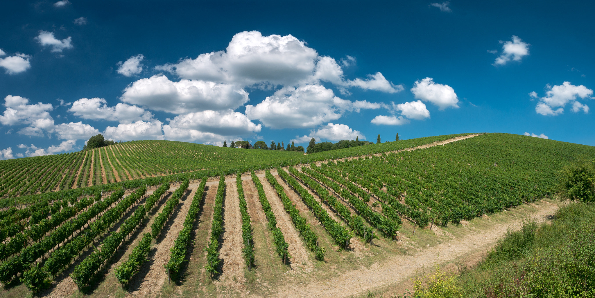 Panasonic Lumix DMC-G7 sample photo. Vineyards geometry photography
