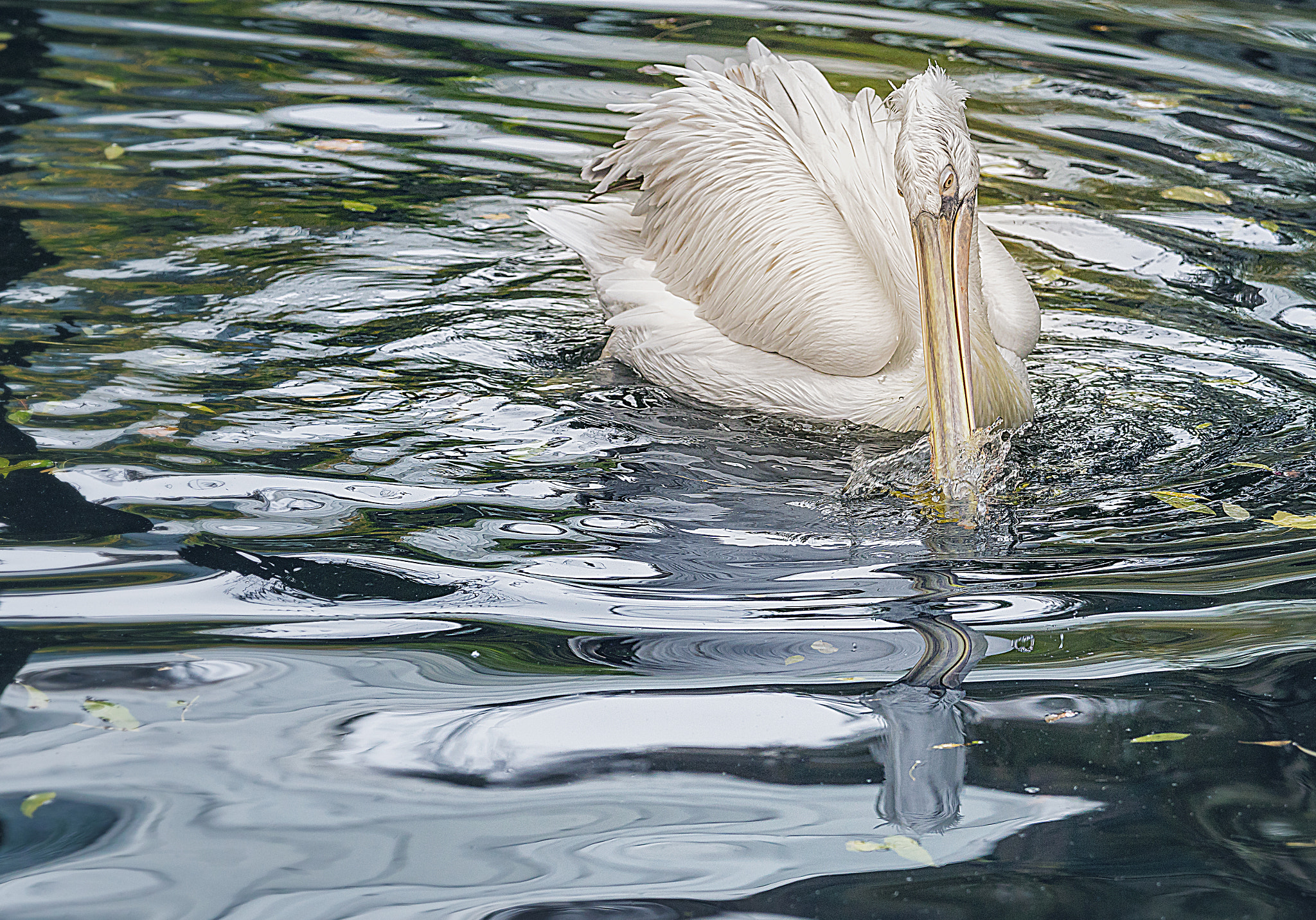 Sony a6300 sample photo. Creating a splash photography