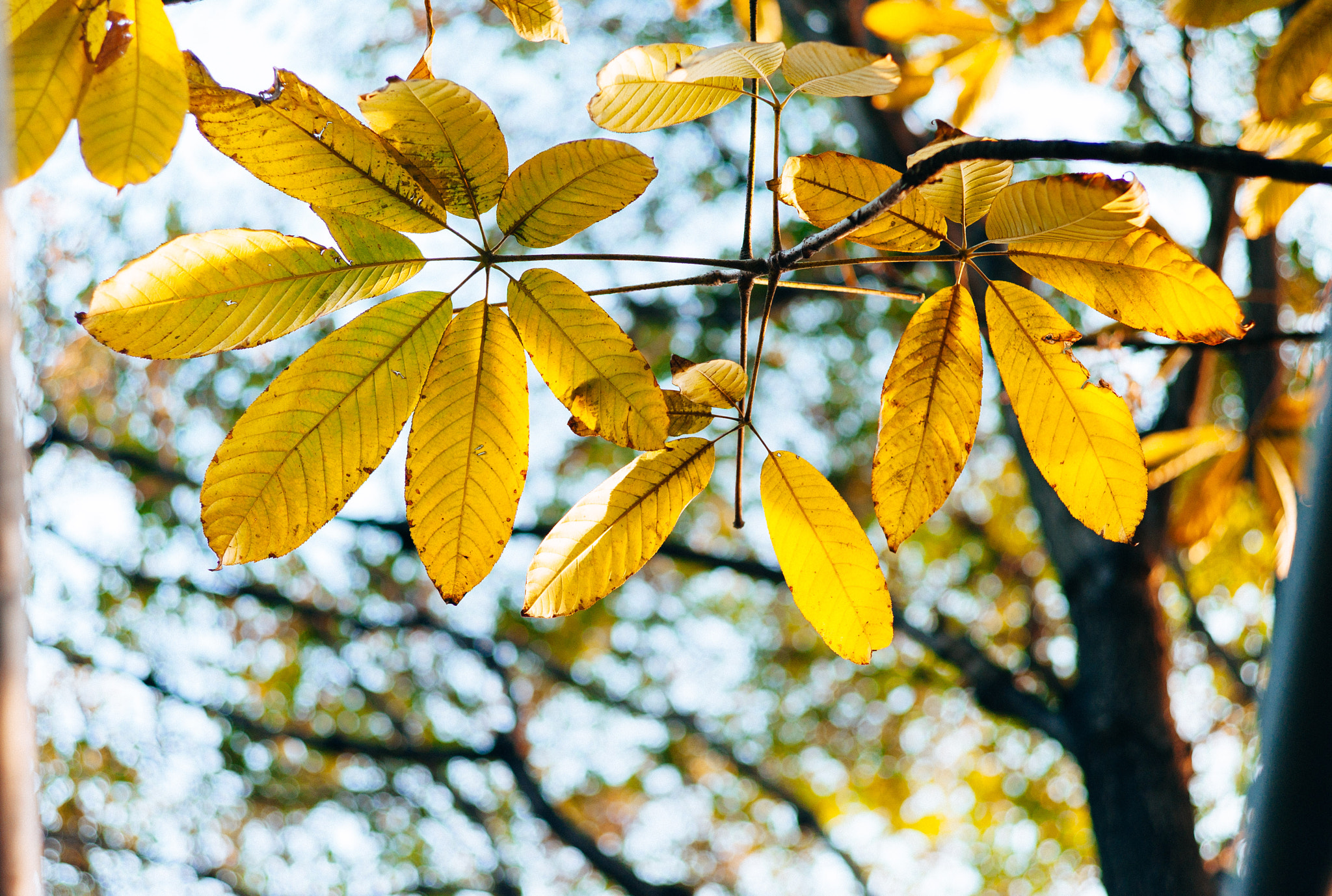 Leica M8 sample photo. L photography