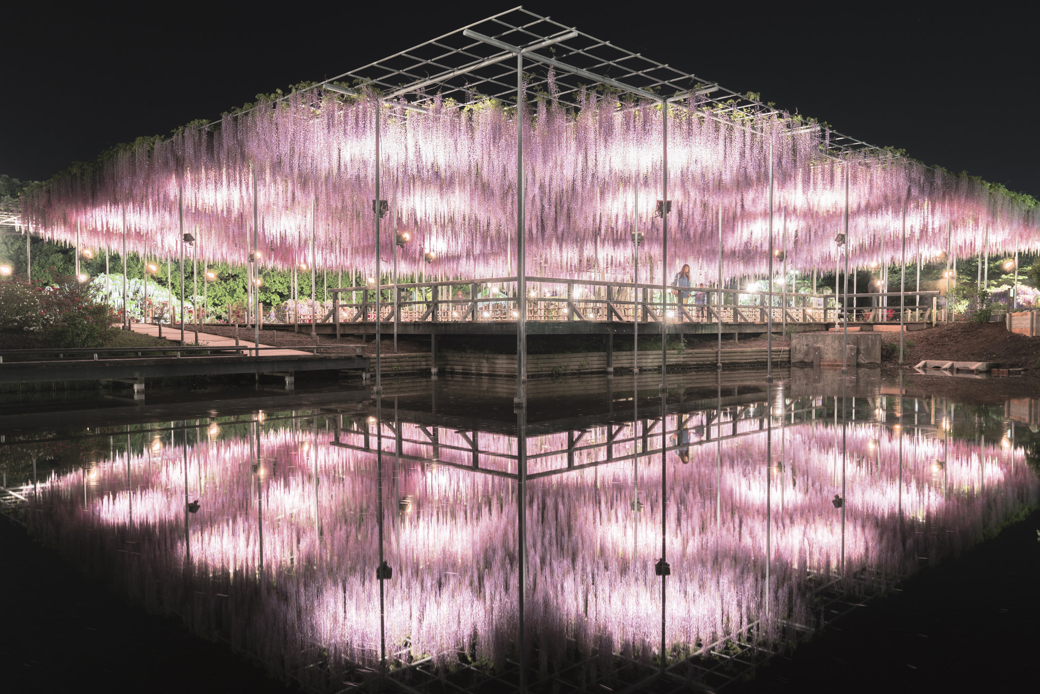 Nikon AF-S Nikkor 18-35mm F3.5-4.5G ED sample photo. Large wisteria tree photography