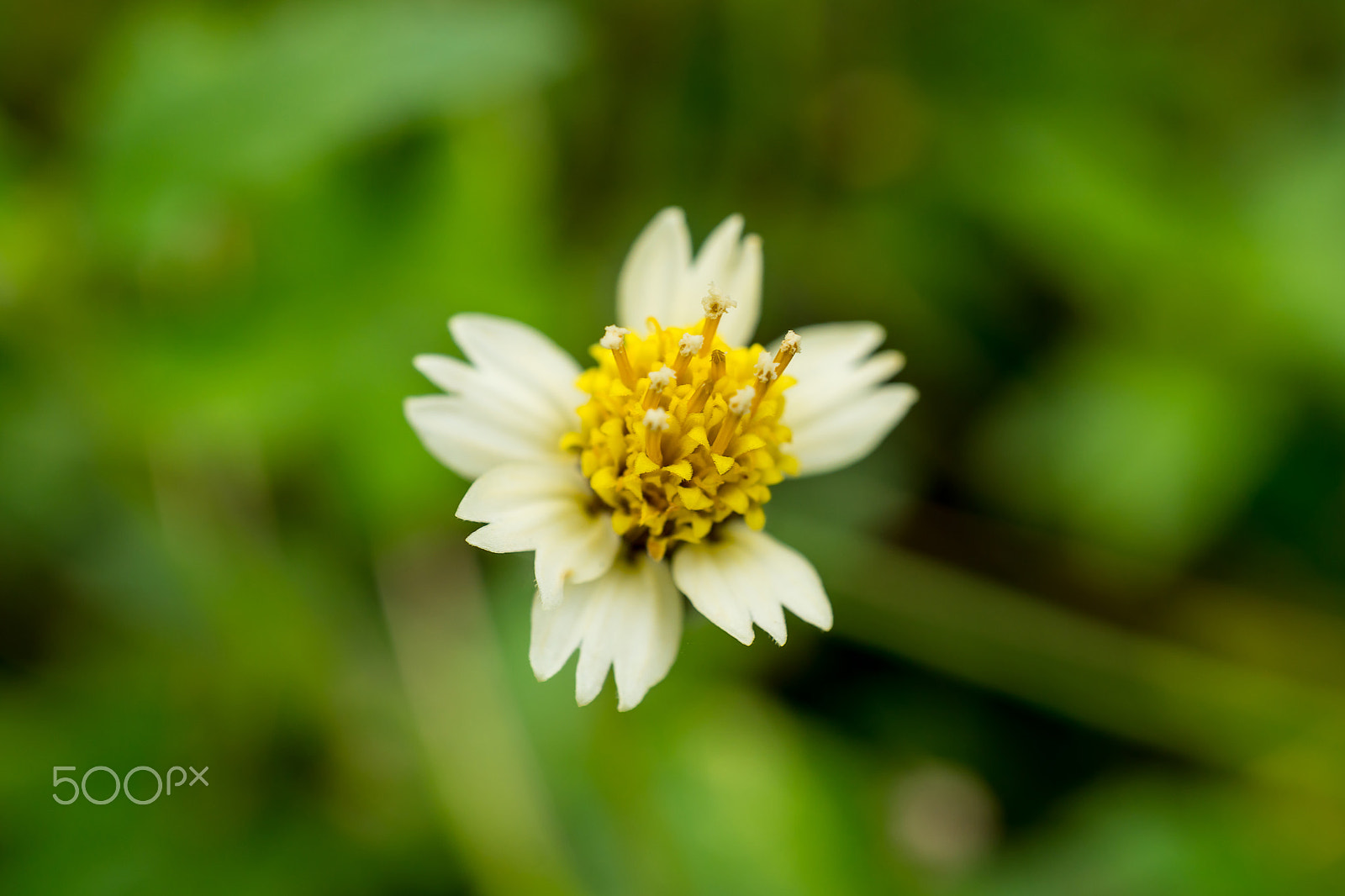 Sony a6300 sample photo. It is macro the carpel in garden photography