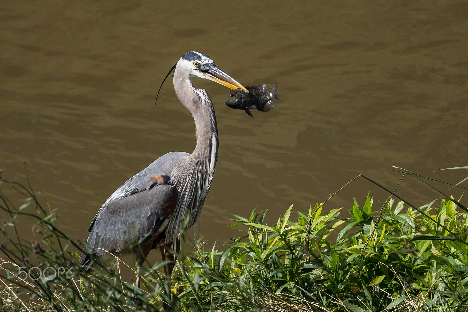 Sony 70-300mm F4.5-5.6 G SSM sample photo. Black fish photography