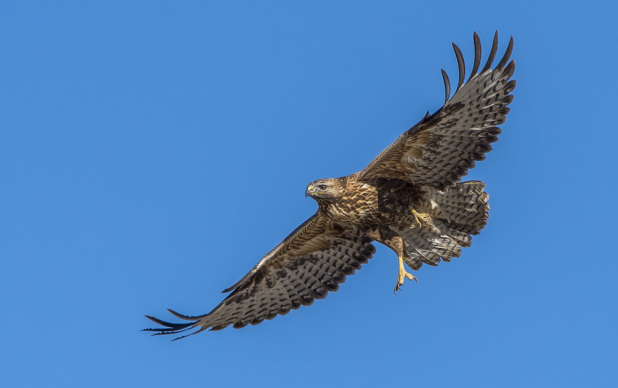 Nikon D810 sample photo. Long-legged buzzard photography