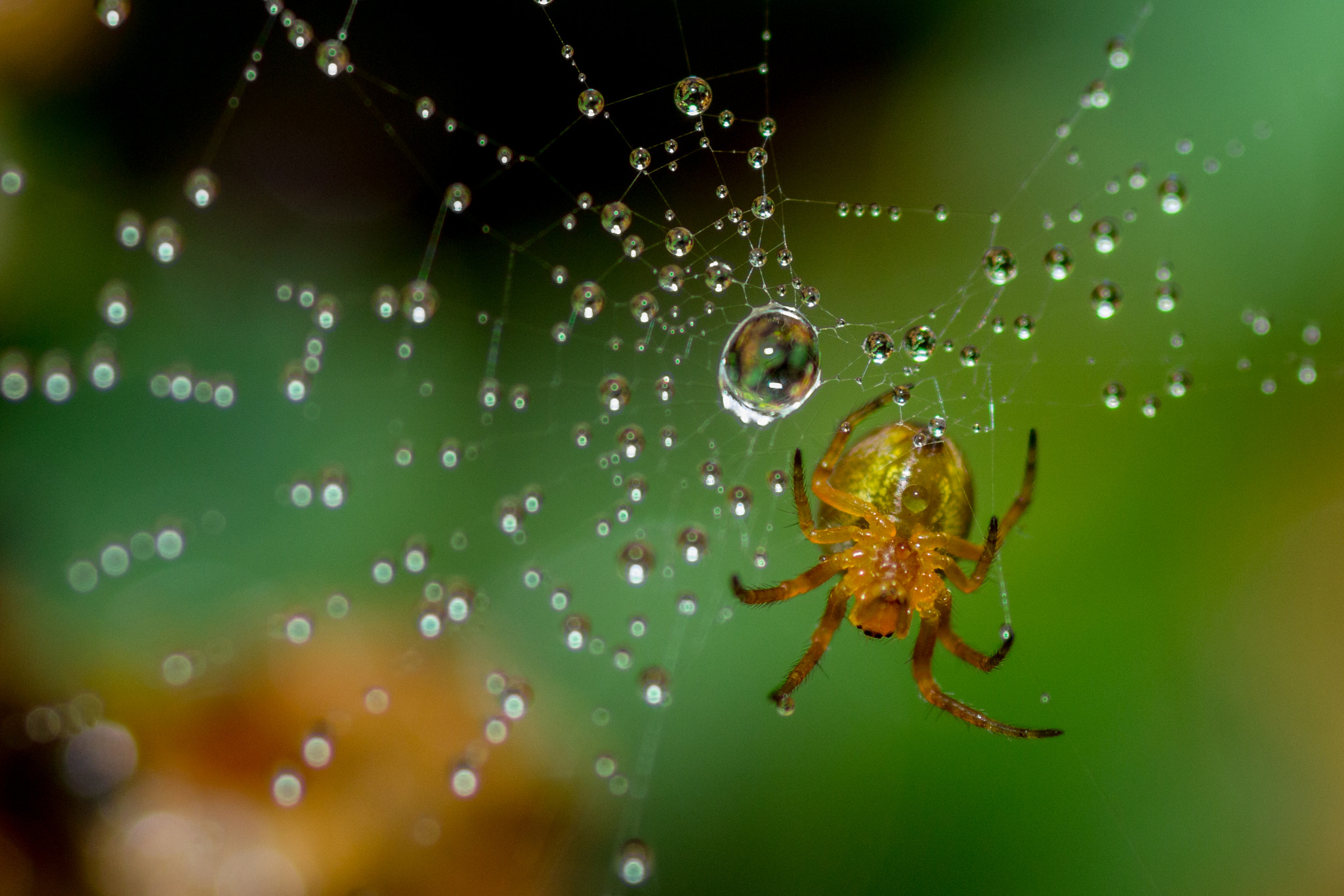 Canon EOS 700D (EOS Rebel T5i / EOS Kiss X7i) + Tamron SP AF 90mm F2.8 Di Macro sample photo. Inondation photography