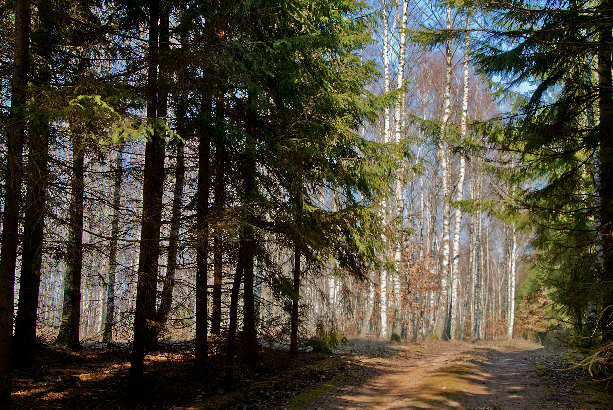 Tamron 18-270mm F3.5-6.3 Di II PZD sample photo. Bory tucholskie photography