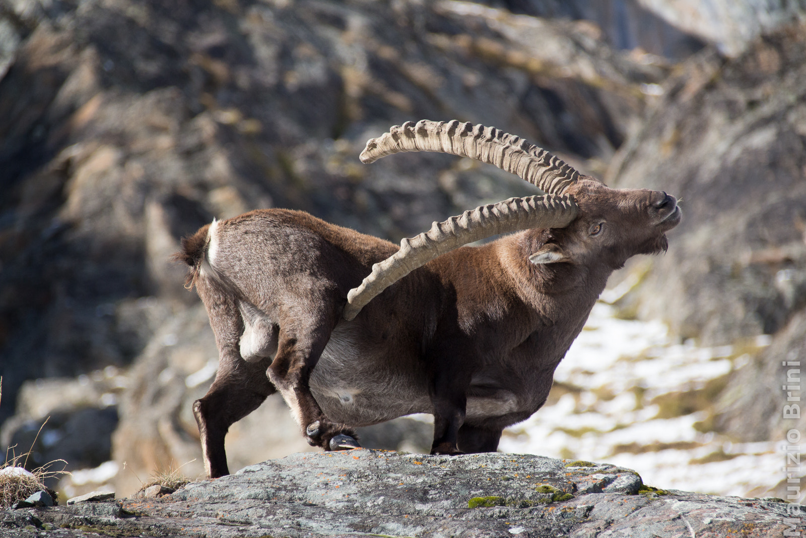 Canon EF 75-300mm F4.0-5.6 IS USM sample photo. Scartching ibex photography