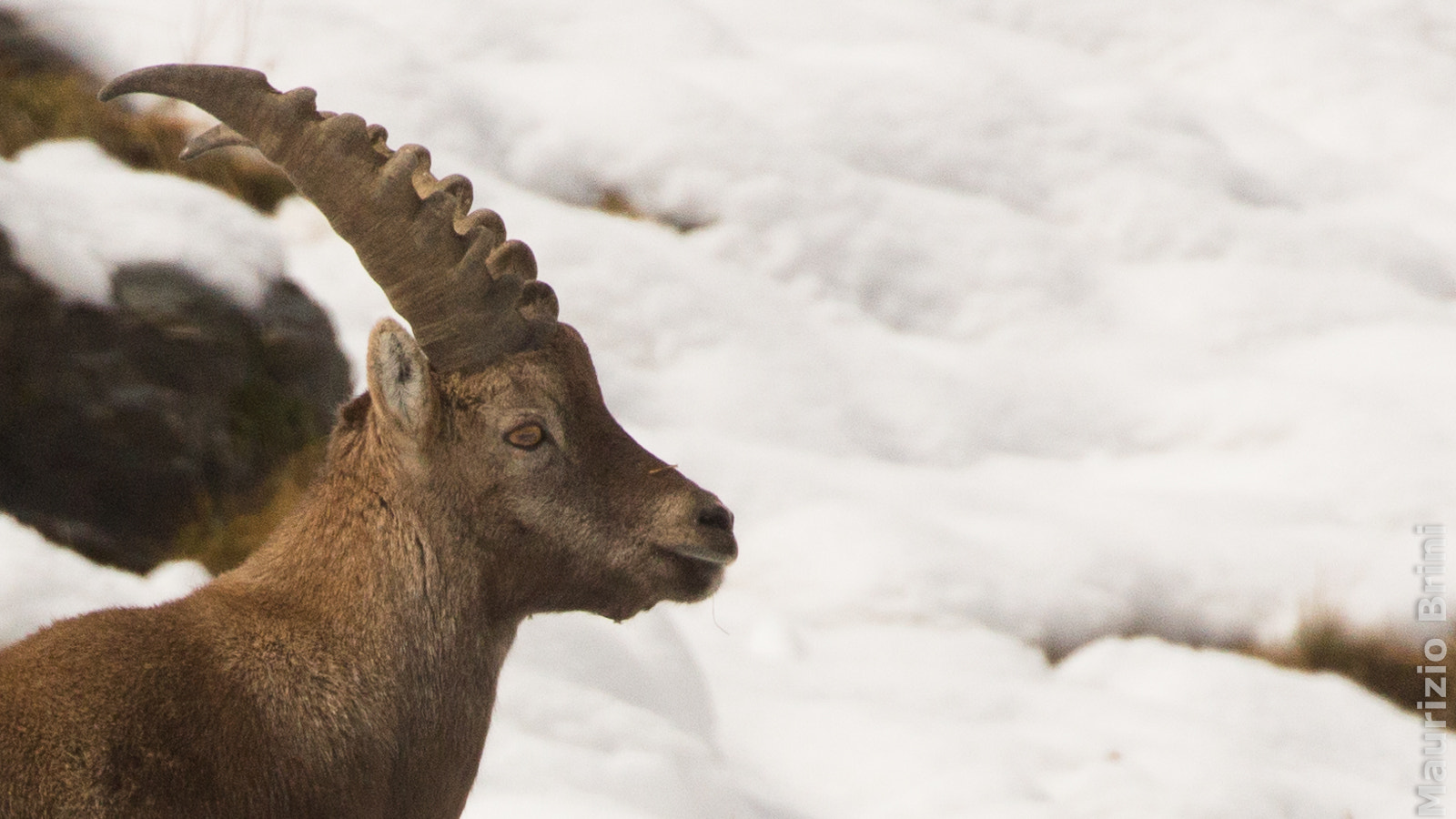 Canon EOS 650D (EOS Rebel T4i / EOS Kiss X6i) sample photo. Young ibex photography