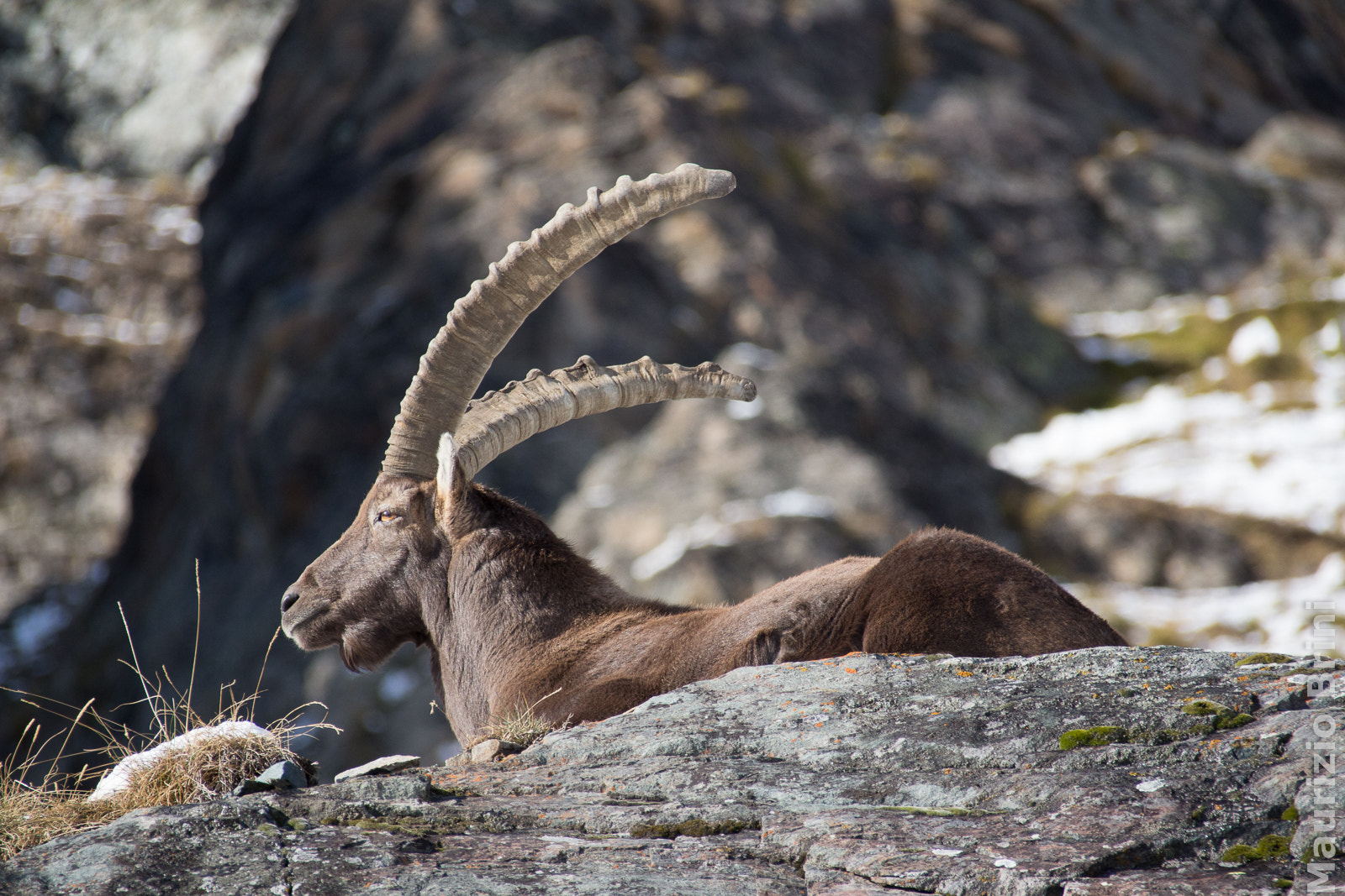 Canon EF 75-300mm F4.0-5.6 IS USM sample photo. King in the quietness photography