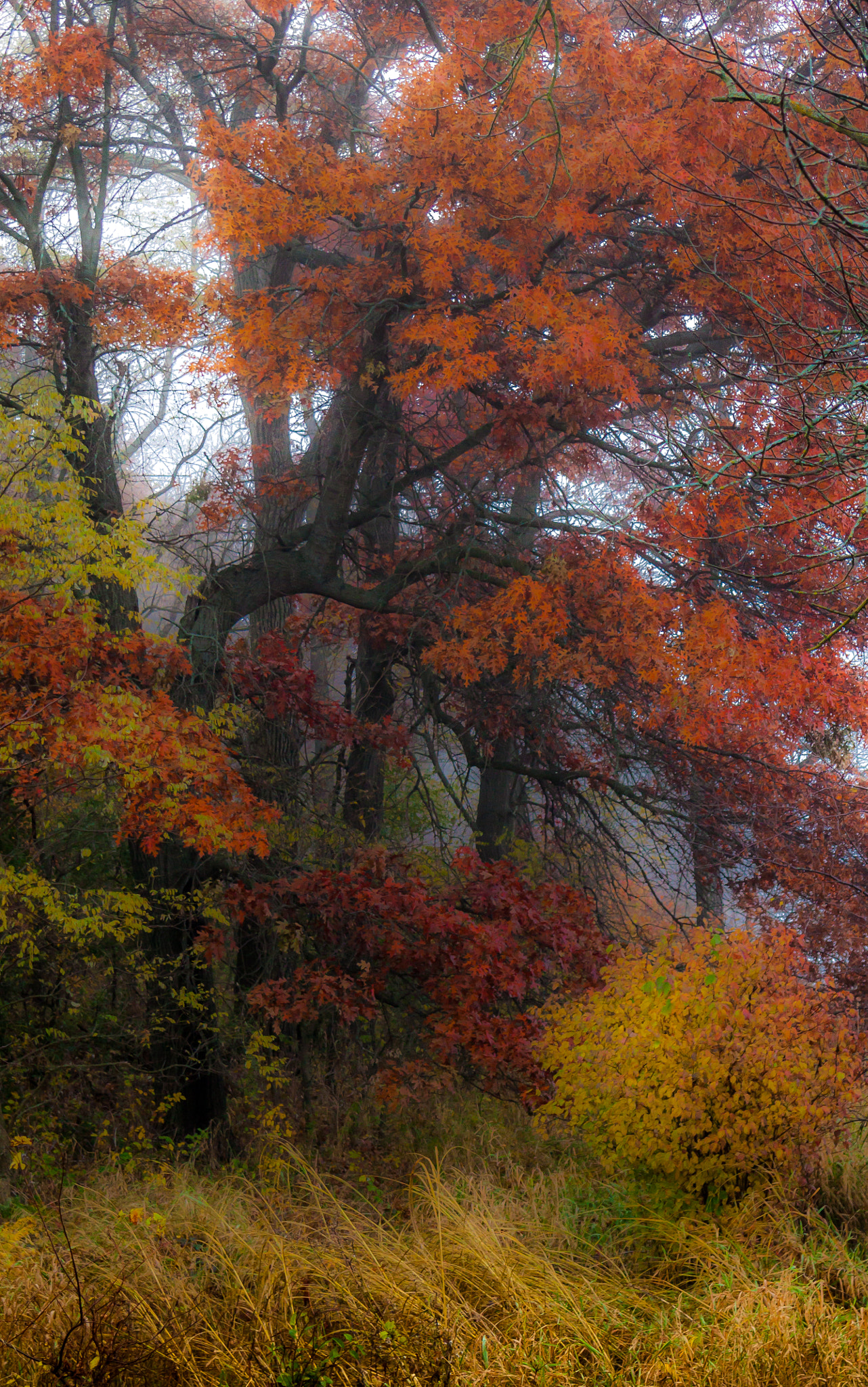 Canon EOS 500D (EOS Rebel T1i / EOS Kiss X3) sample photo. Fall colors photography