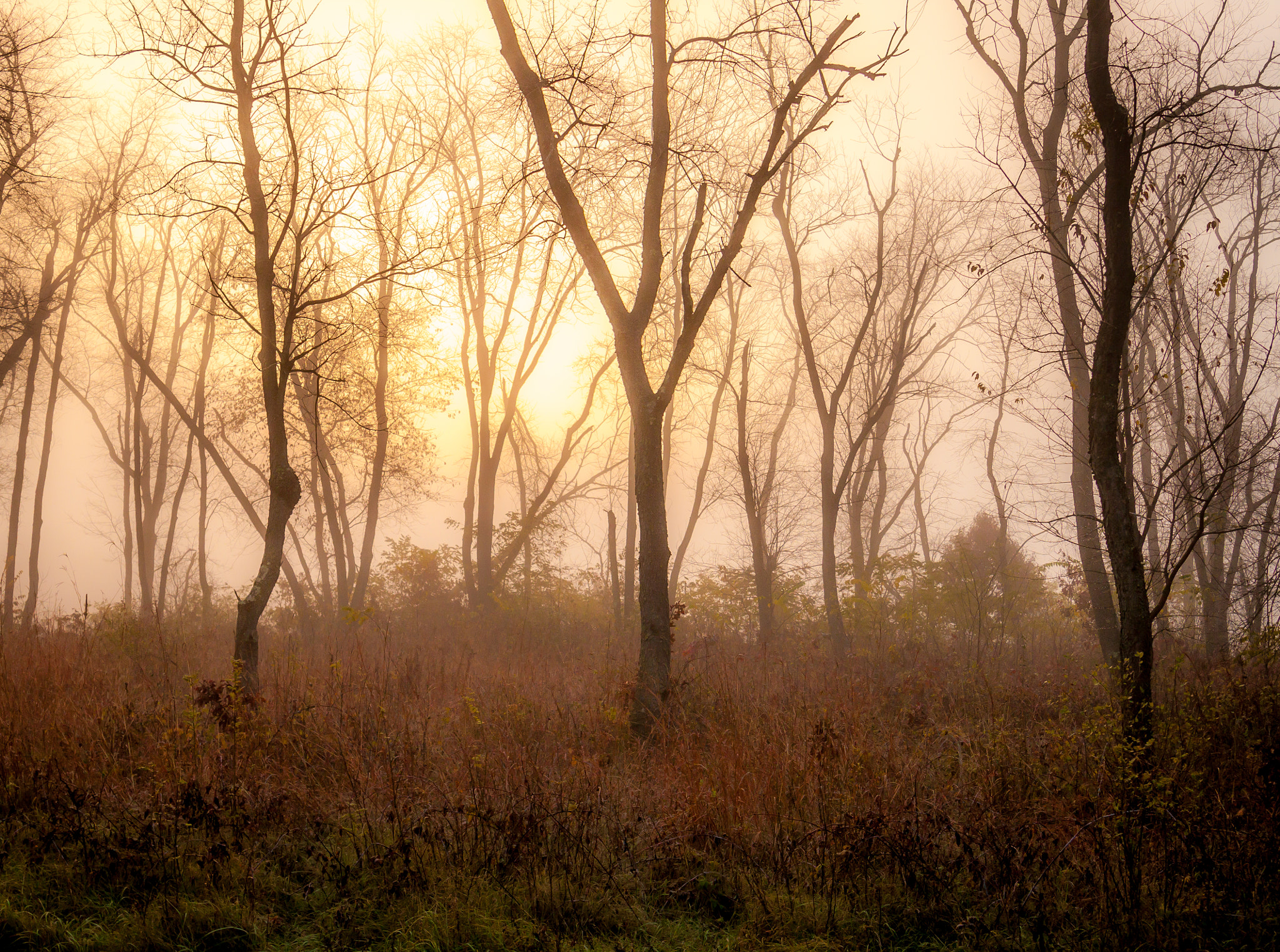 Canon EOS 500D (EOS Rebel T1i / EOS Kiss X3) sample photo. Fog & trees photography