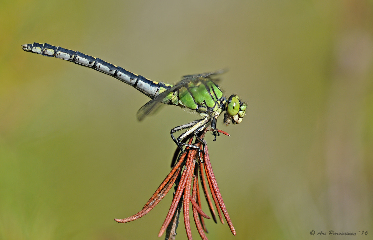 Sigma 150mm F2.8 EX DG OS Macro HSM sample photo. Portrait of a green snaketail photography