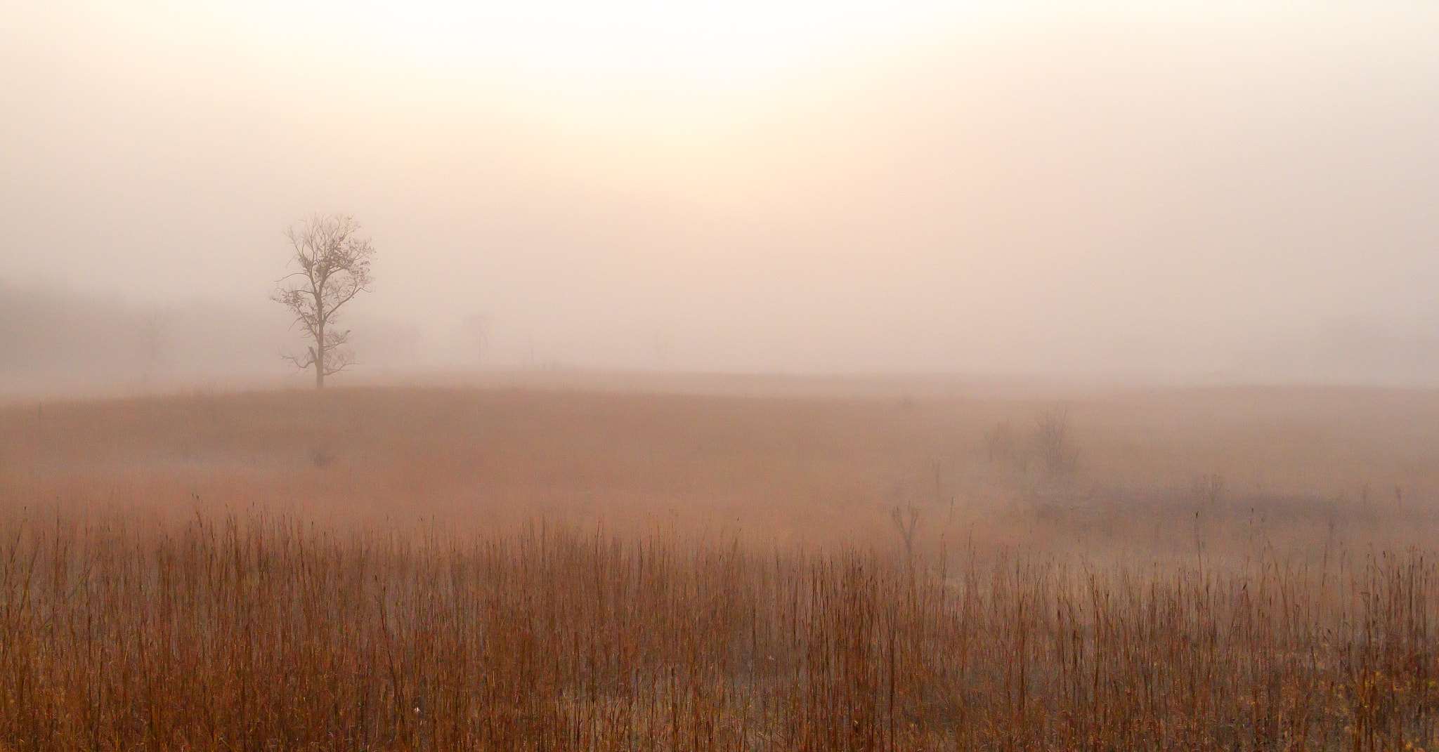 Canon EOS 500D (EOS Rebel T1i / EOS Kiss X3) sample photo. Lone tree photography