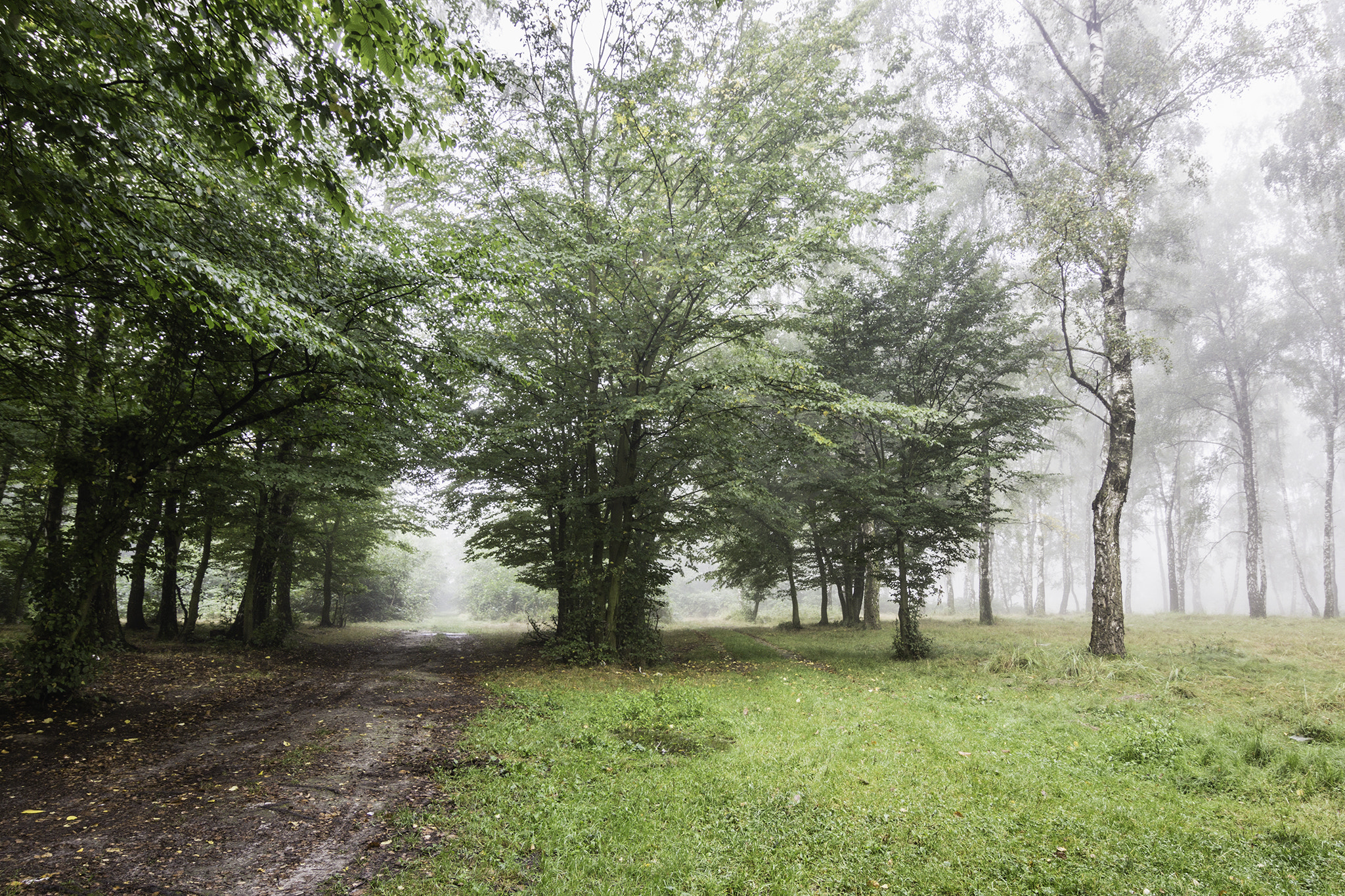 Tokina AT-X 12-28mm F4 Pro DX sample photo. Foggy summer forest landscape photography