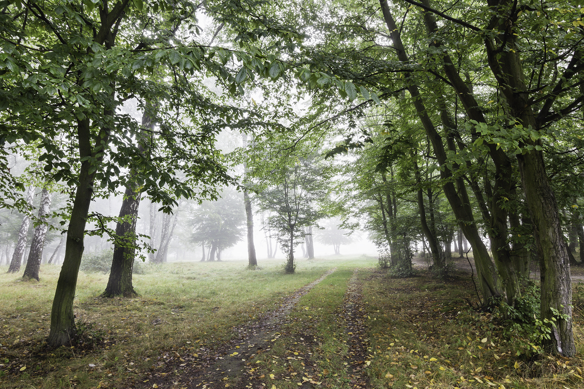 Tokina AT-X 12-28mm F4 Pro DX sample photo. Foggy summer forest landscape photography