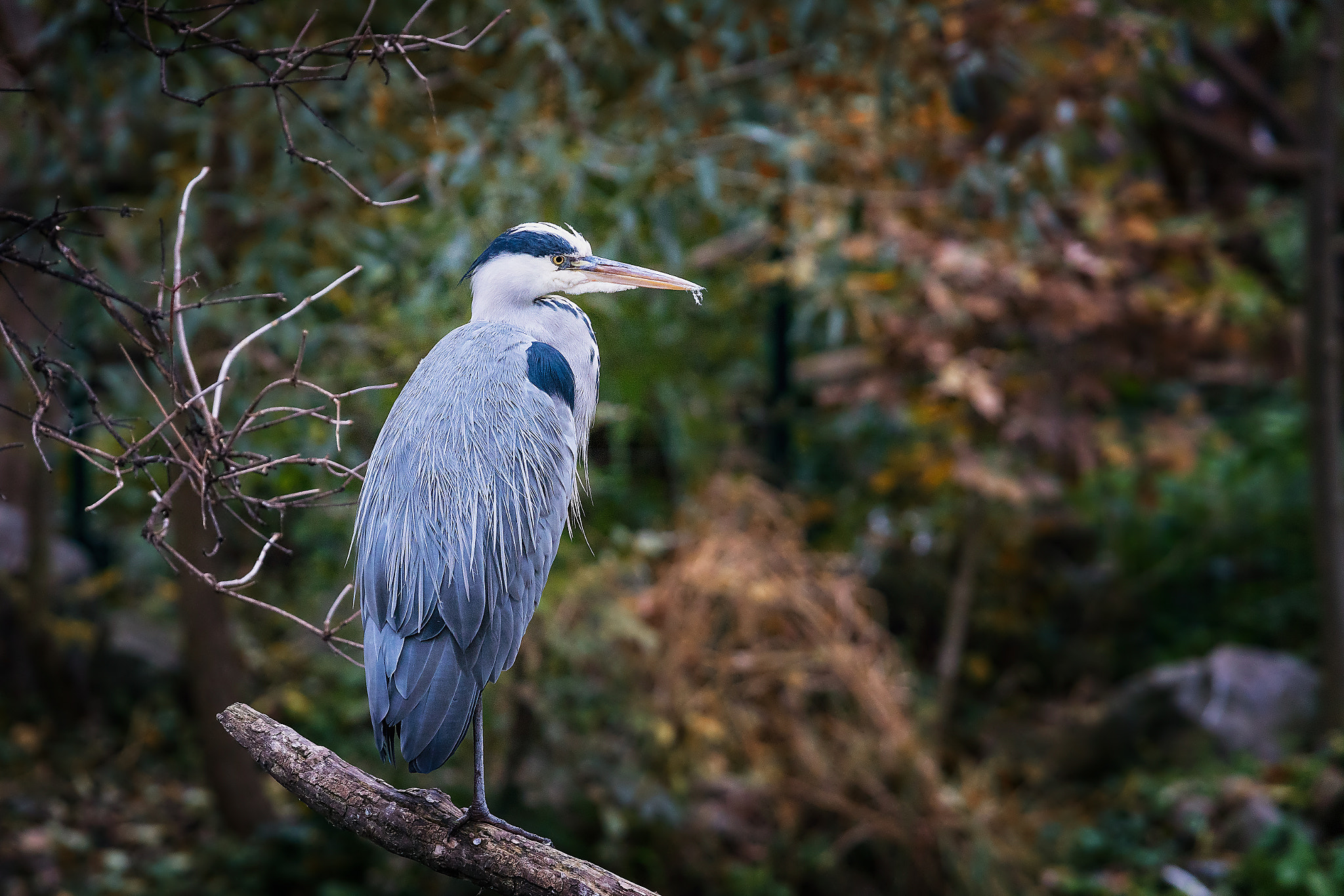 Sony a6300 + Canon EF 70-200mm F4L IS USM sample photo. A birds life photography