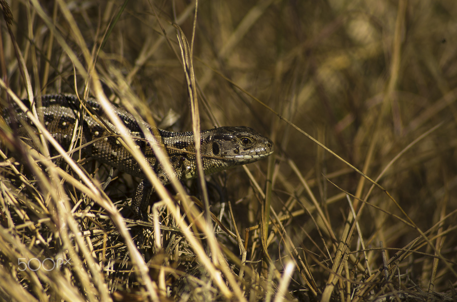 Pentax K-5 sample photo. Lacerta agilis photography