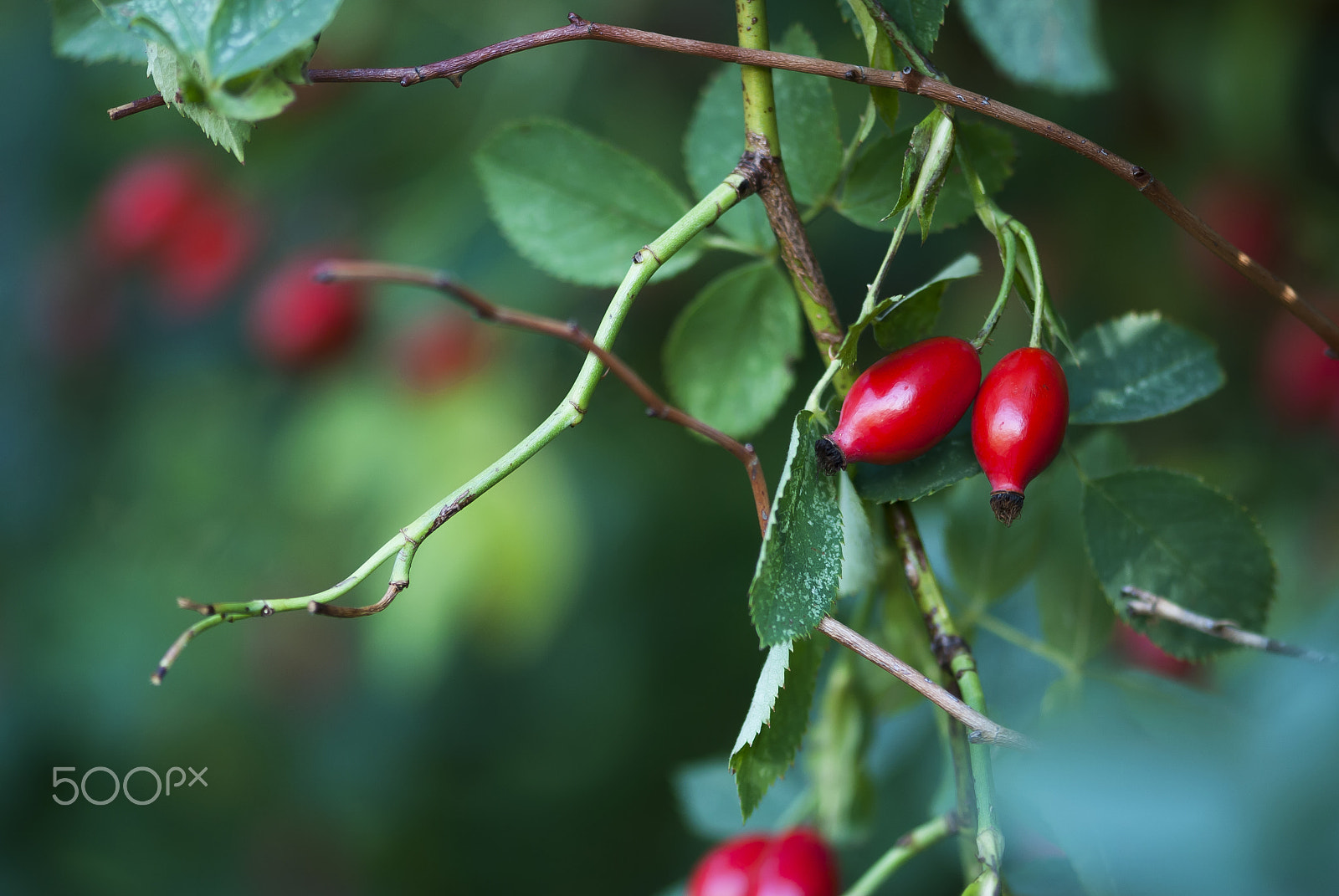 Nikon AF-S Micro-Nikkor 105mm F2.8G IF-ED VR sample photo. Rose hips photography