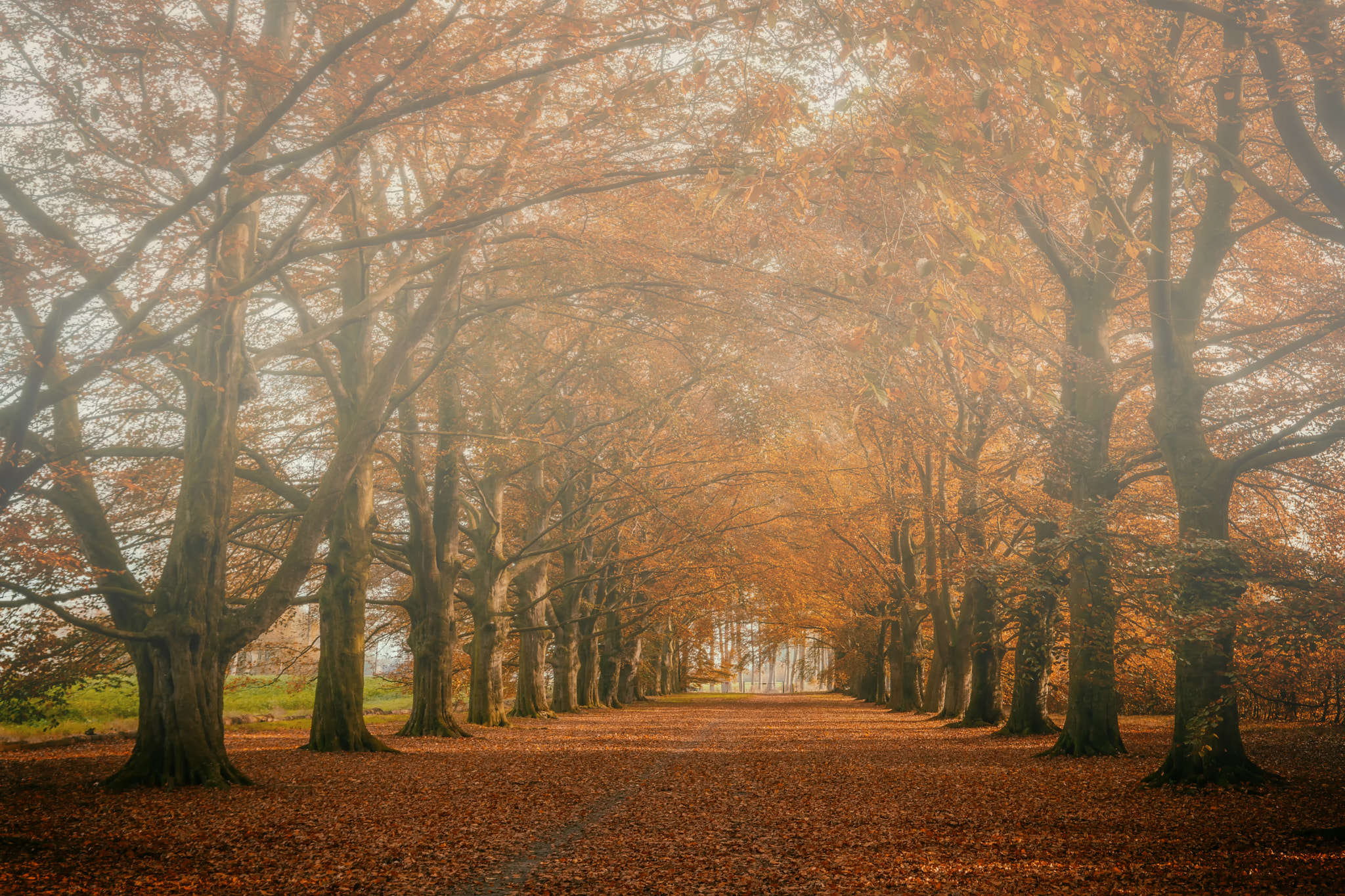 Canon EF 16-35mm F4L IS USM sample photo. Misty autumn morning photography