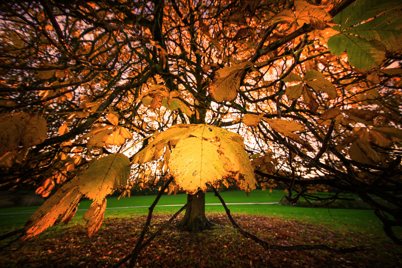 Canon EOS 5D Mark II + Sigma 12-24mm F4.5-5.6 II DG HSM sample photo. Before the leaves fall photography