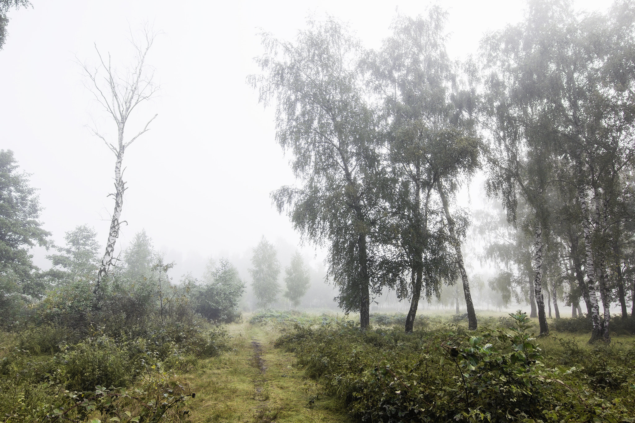 Tokina AT-X 12-28mm F4 Pro DX sample photo. Foggy summer forest landscape photography