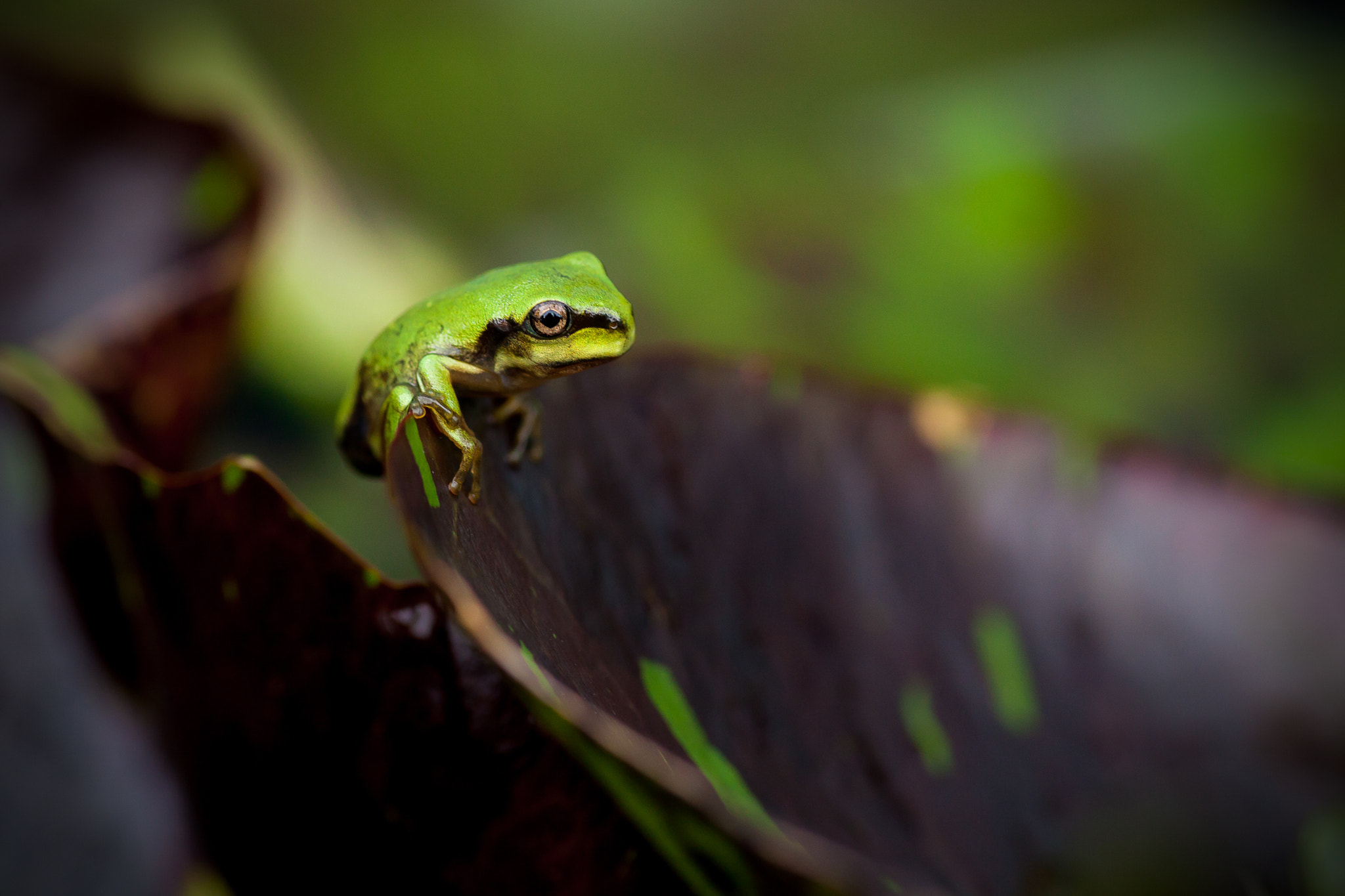 Canon EOS 5D Mark II + Tamron SP AF 90mm F2.8 Di Macro sample photo. New born photography