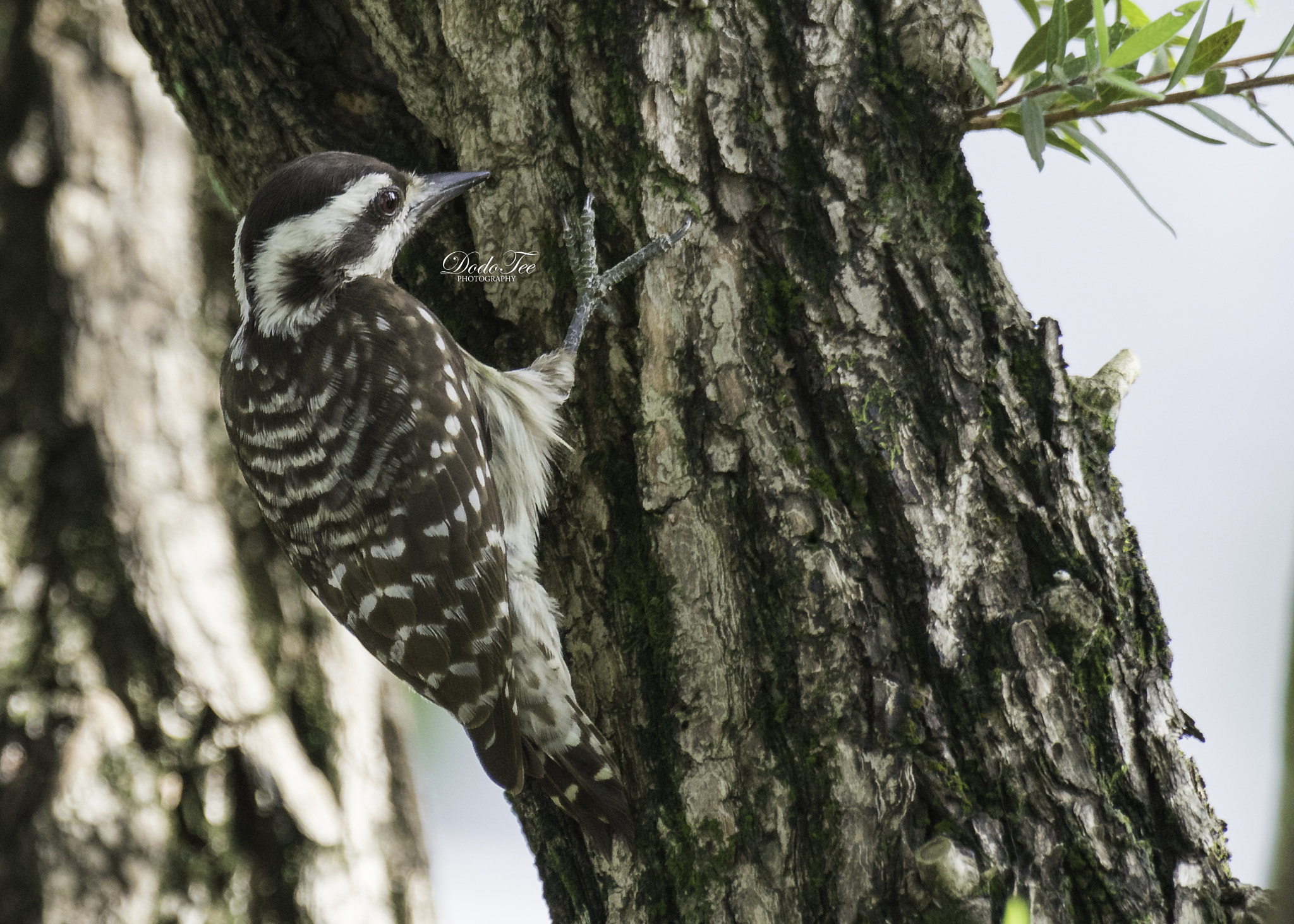 Sony a7 II + Sony 70-400mm F4-5.6 G SSM II sample photo