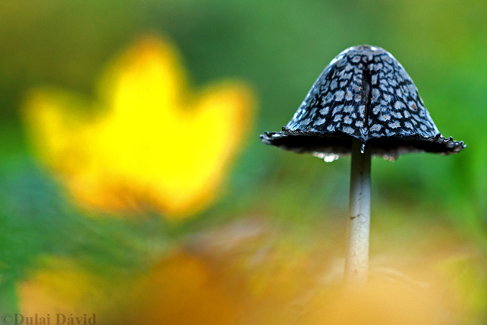 Canon EF 100mm F2.8 Macro USM sample photo. Autumn tale photography