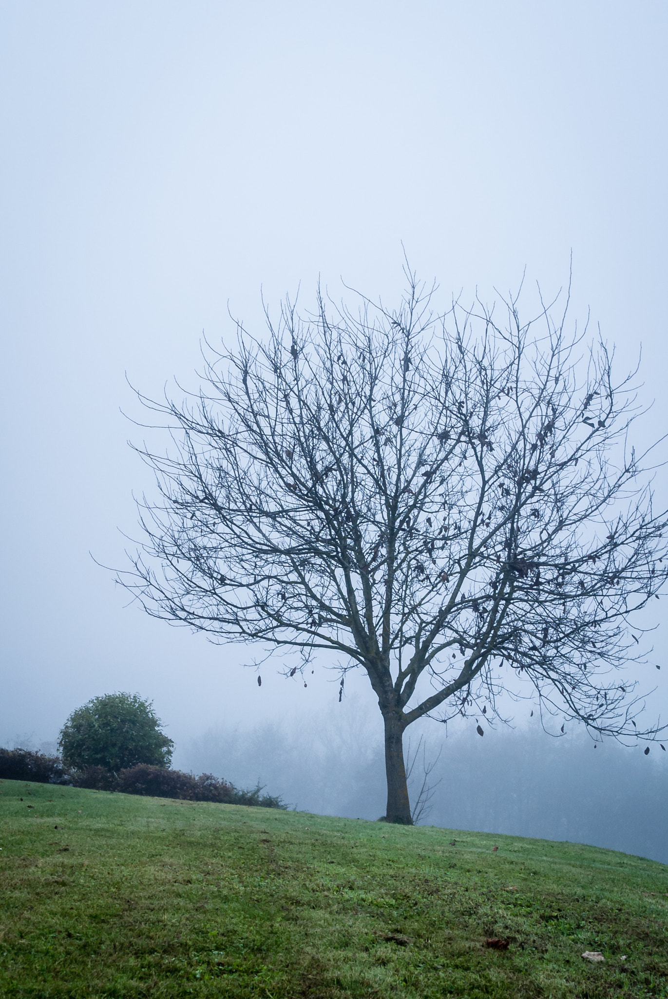 Nikon 1 V1 sample photo. Tree photography