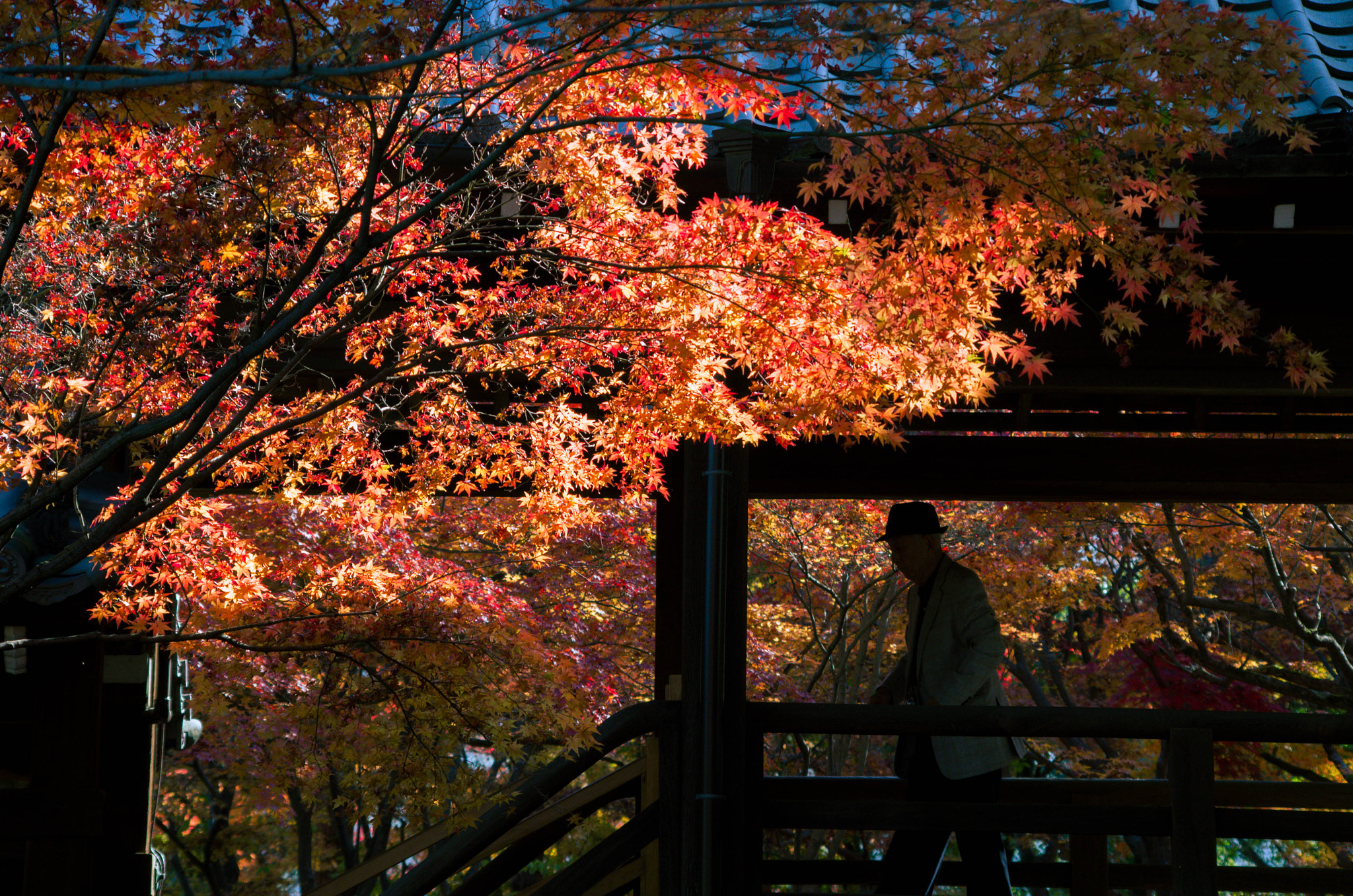 smc PENTAX-DA L 55-300mm F4-5.8 ED sample photo. Autumn red photography