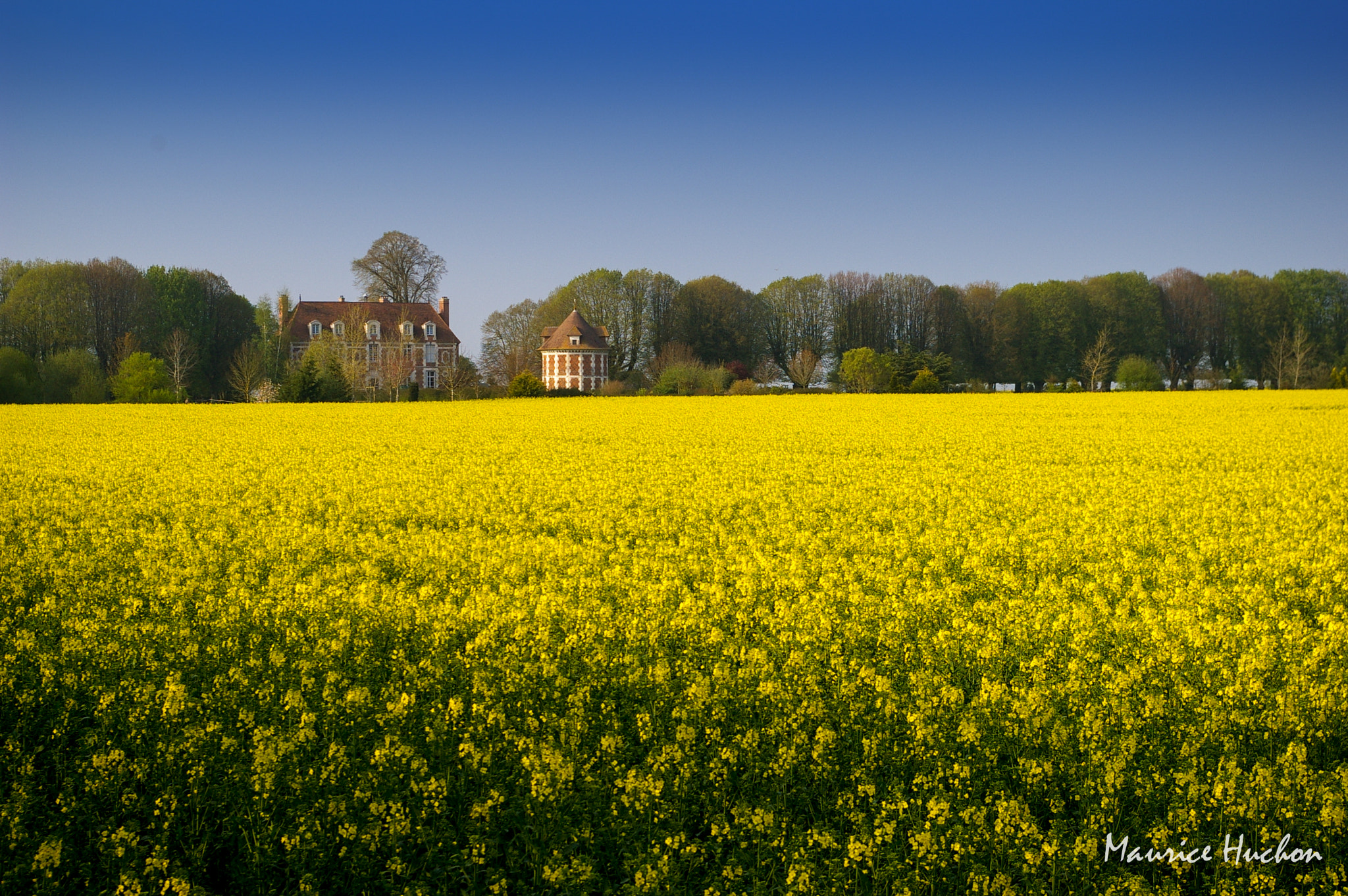 Pentax K100D Super sample photo. Champ de colza (normandie) photography