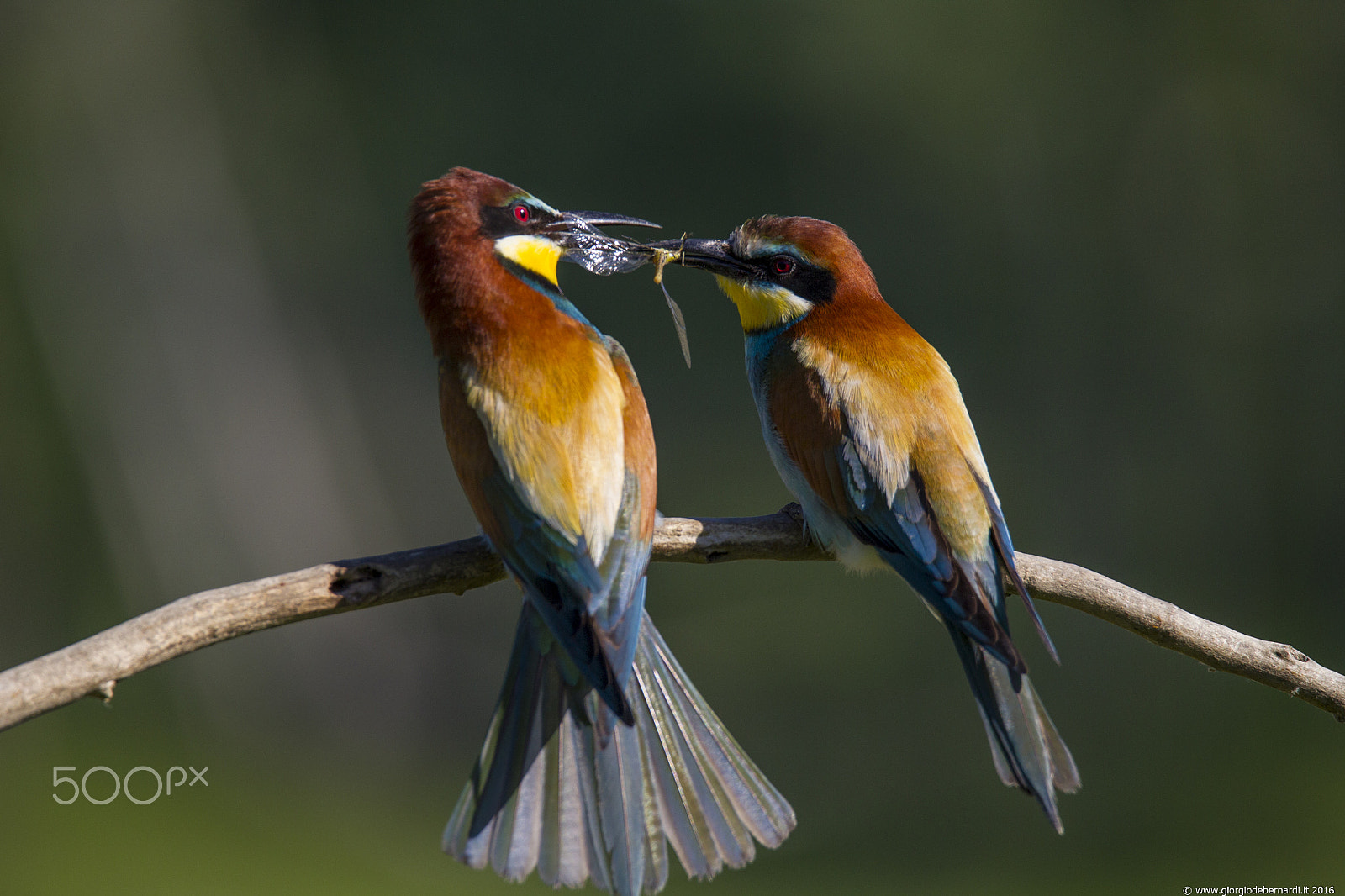 Canon EOS-1D Mark IV sample photo. Gruccioni (bee-eater) photography