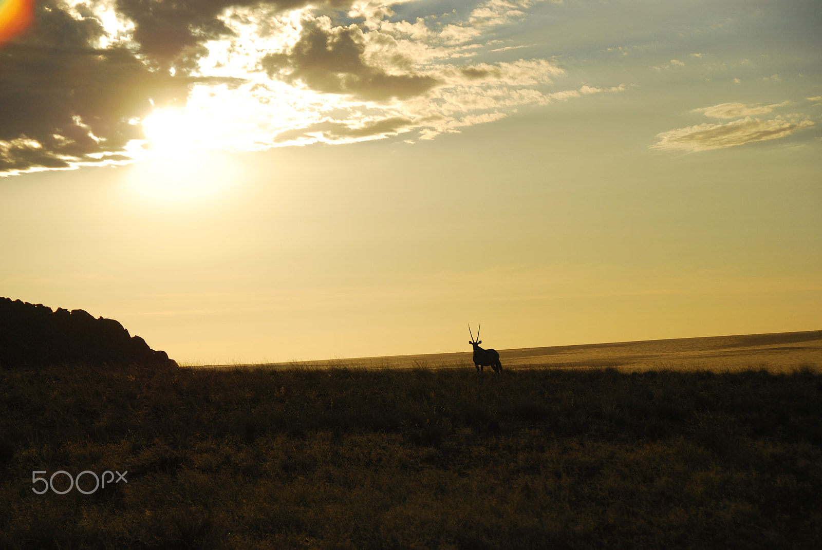 Nikon D80 sample photo. Young oryx namibia photography