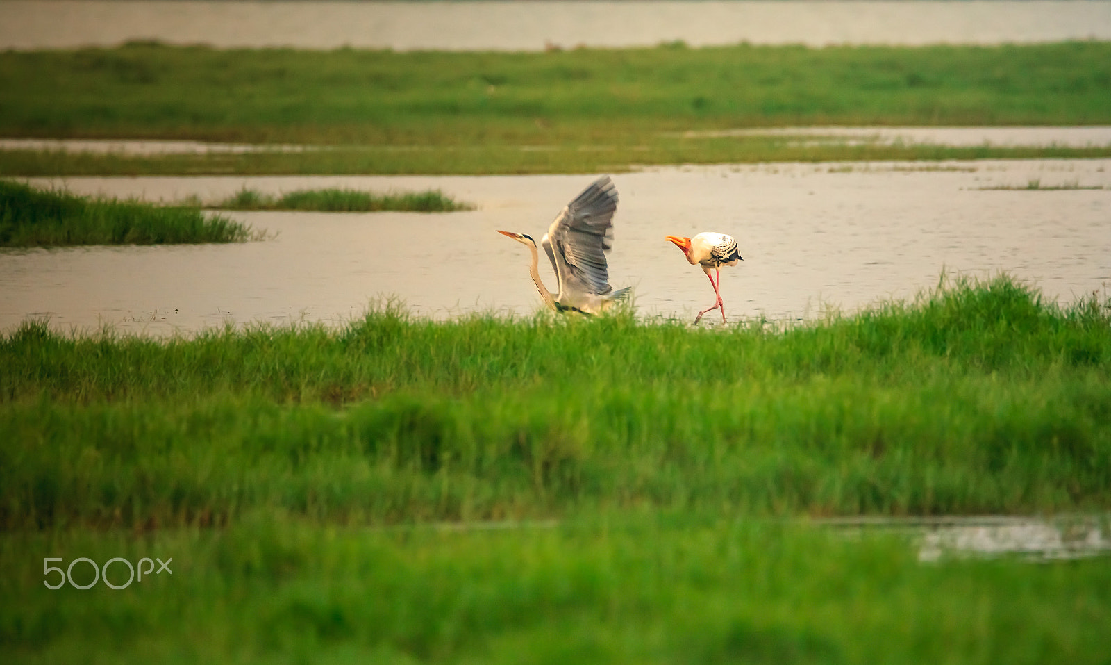 150-600mm F5-6.3 DG OS HSM | Contemporary 015 sample photo. Birds photography