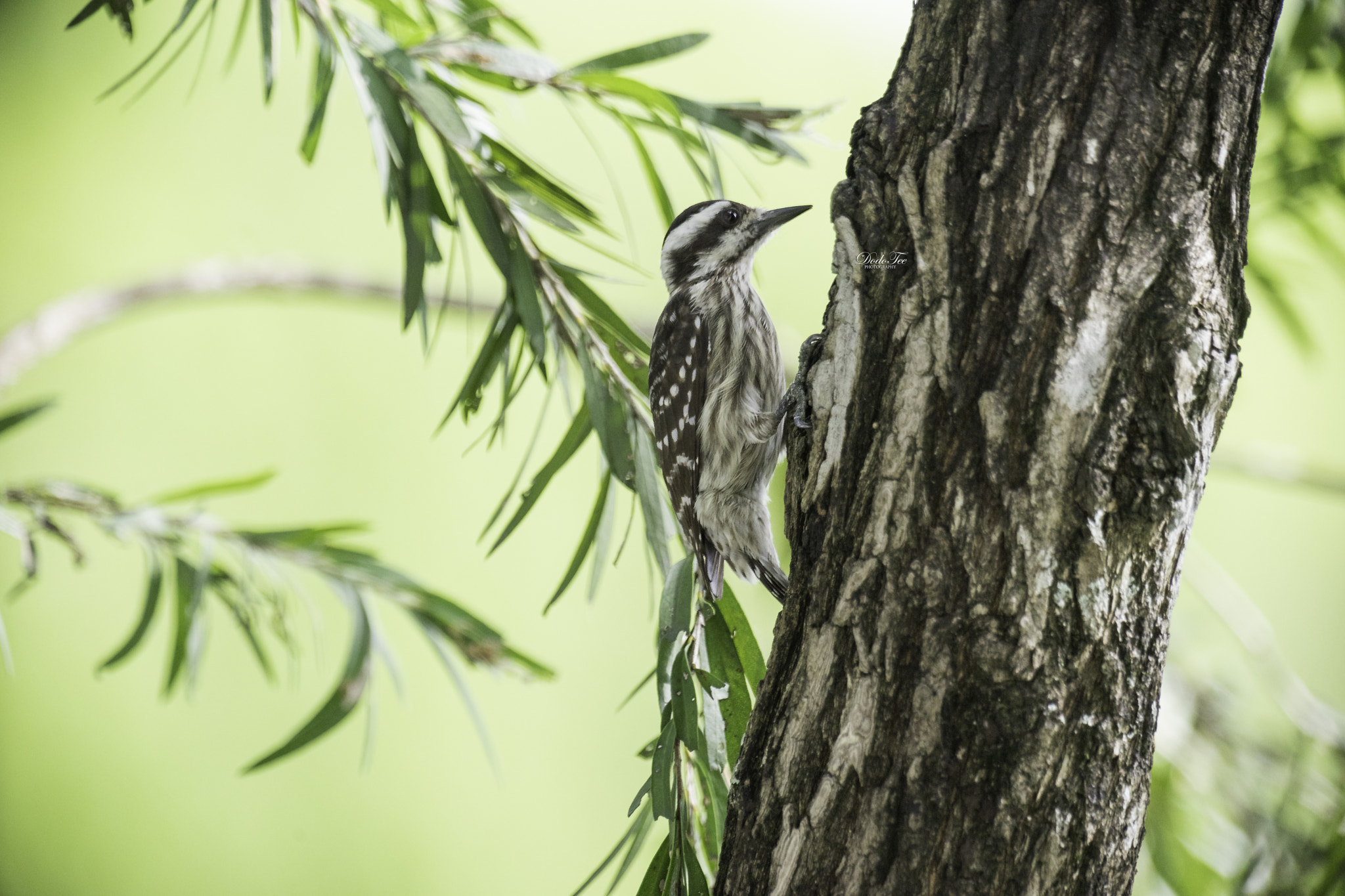 Sony a7 II + Sony 70-400mm F4-5.6 G SSM II sample photo