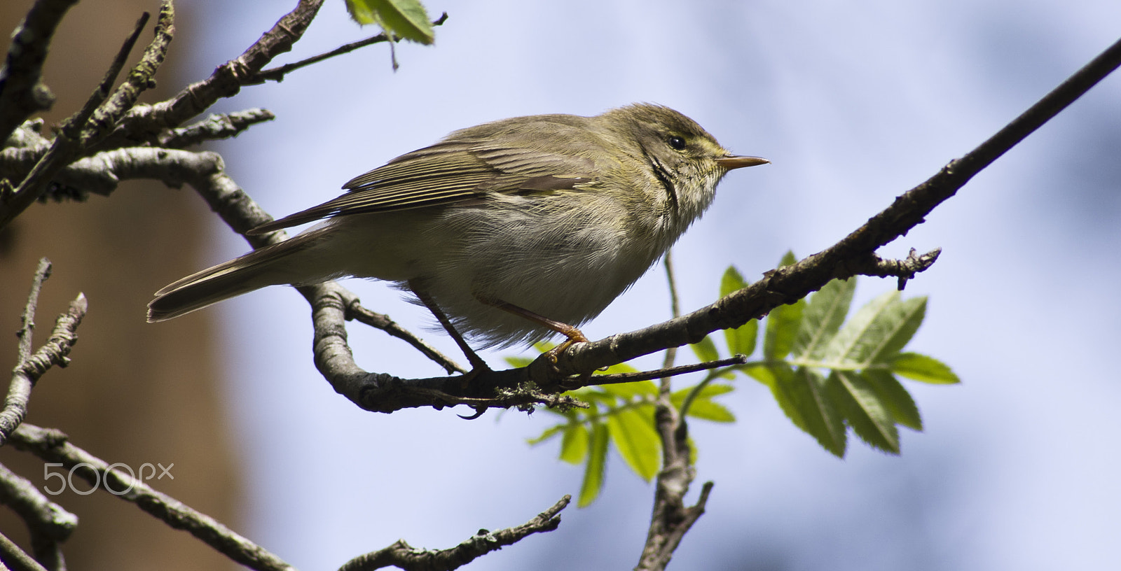 Pentax K-5 sample photo. Phylloscopus trochilus photography