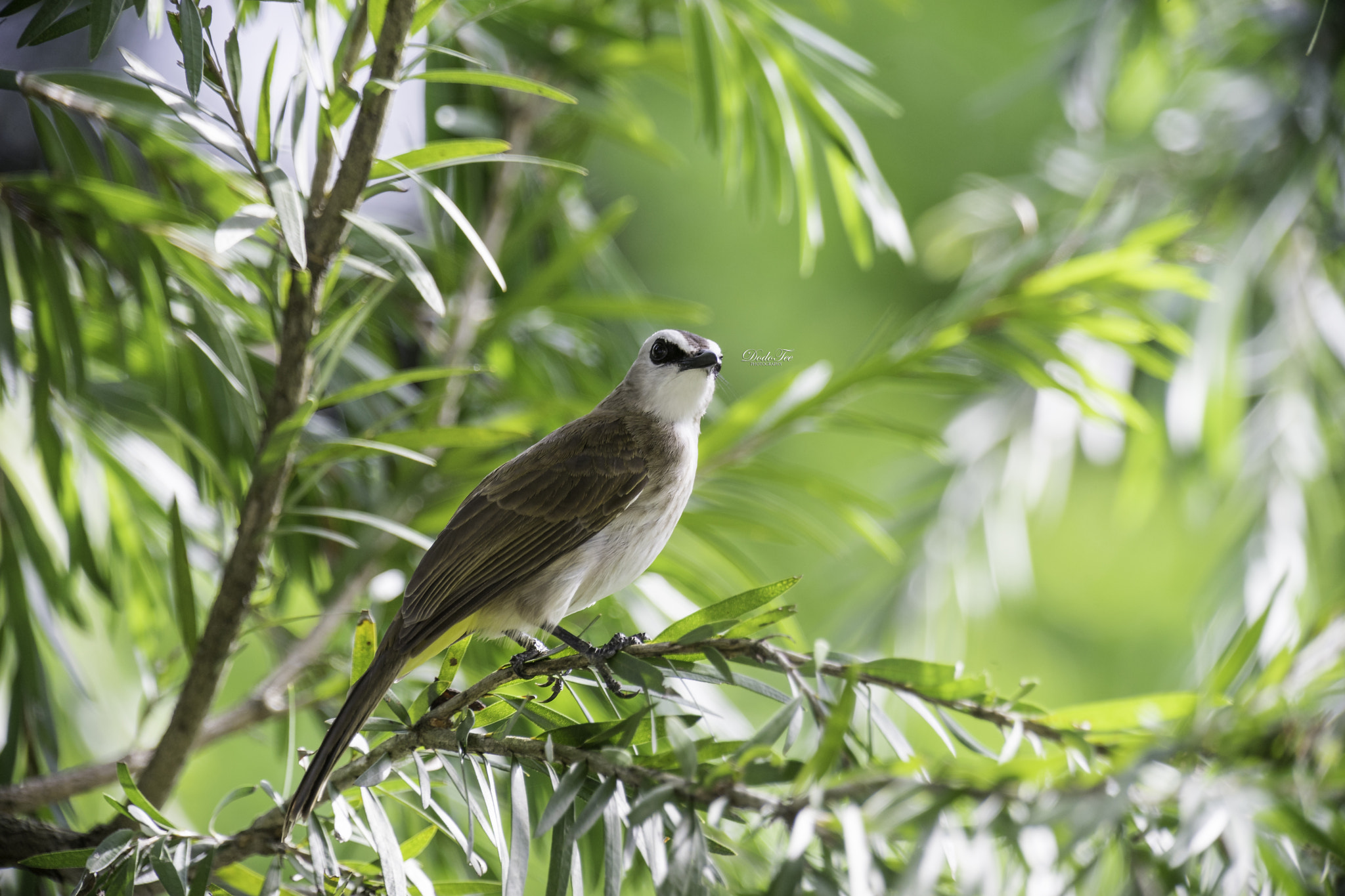 Sony 70-400mm F4-5.6 G SSM II sample photo