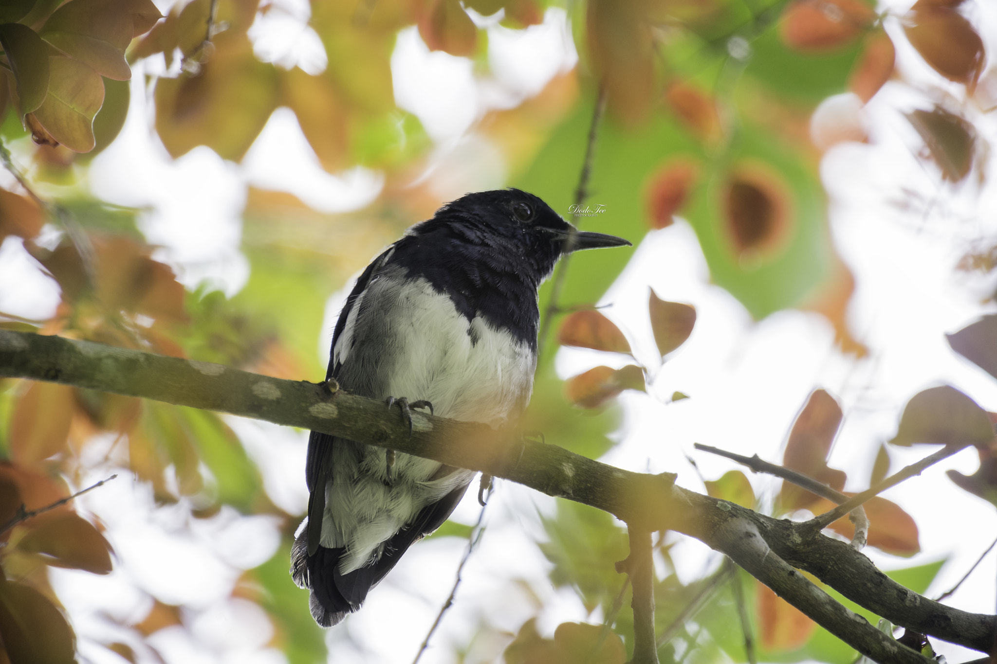 Sony 70-400mm F4-5.6 G SSM II sample photo