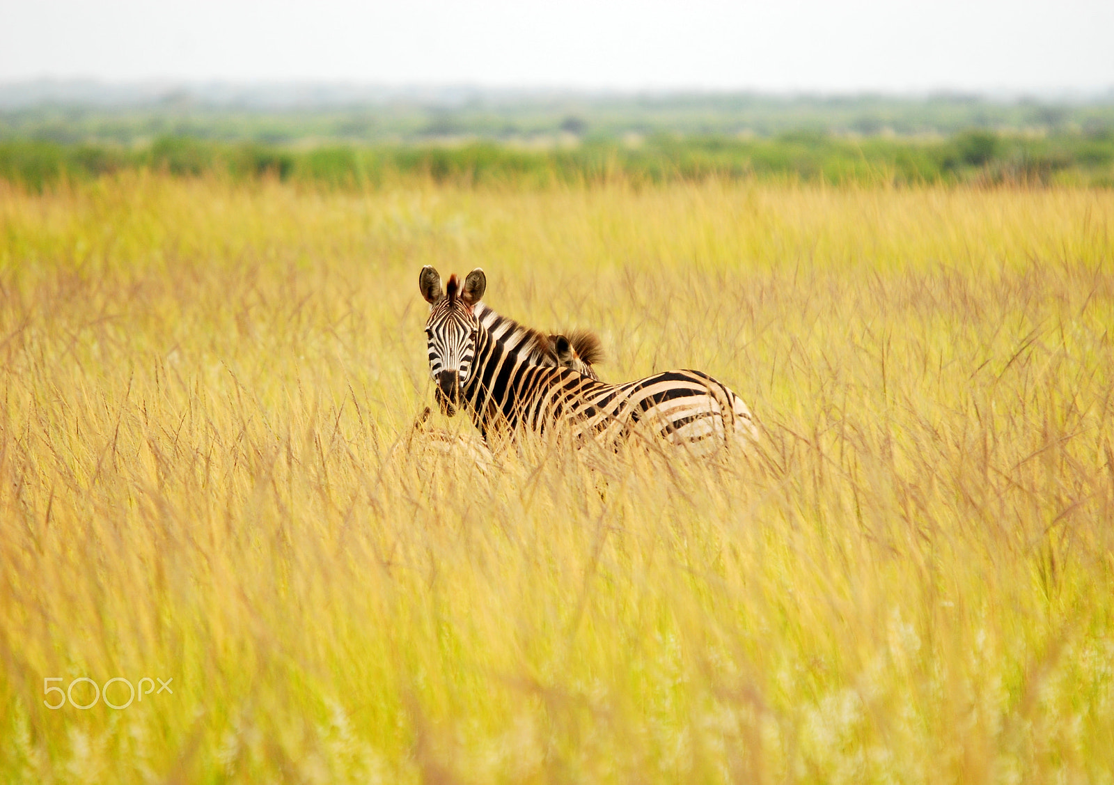 Sigma 120-400mm F4.5-5.6 DG OS HSM sample photo. Zebra in the the marsh lands. phinda, south africa photography