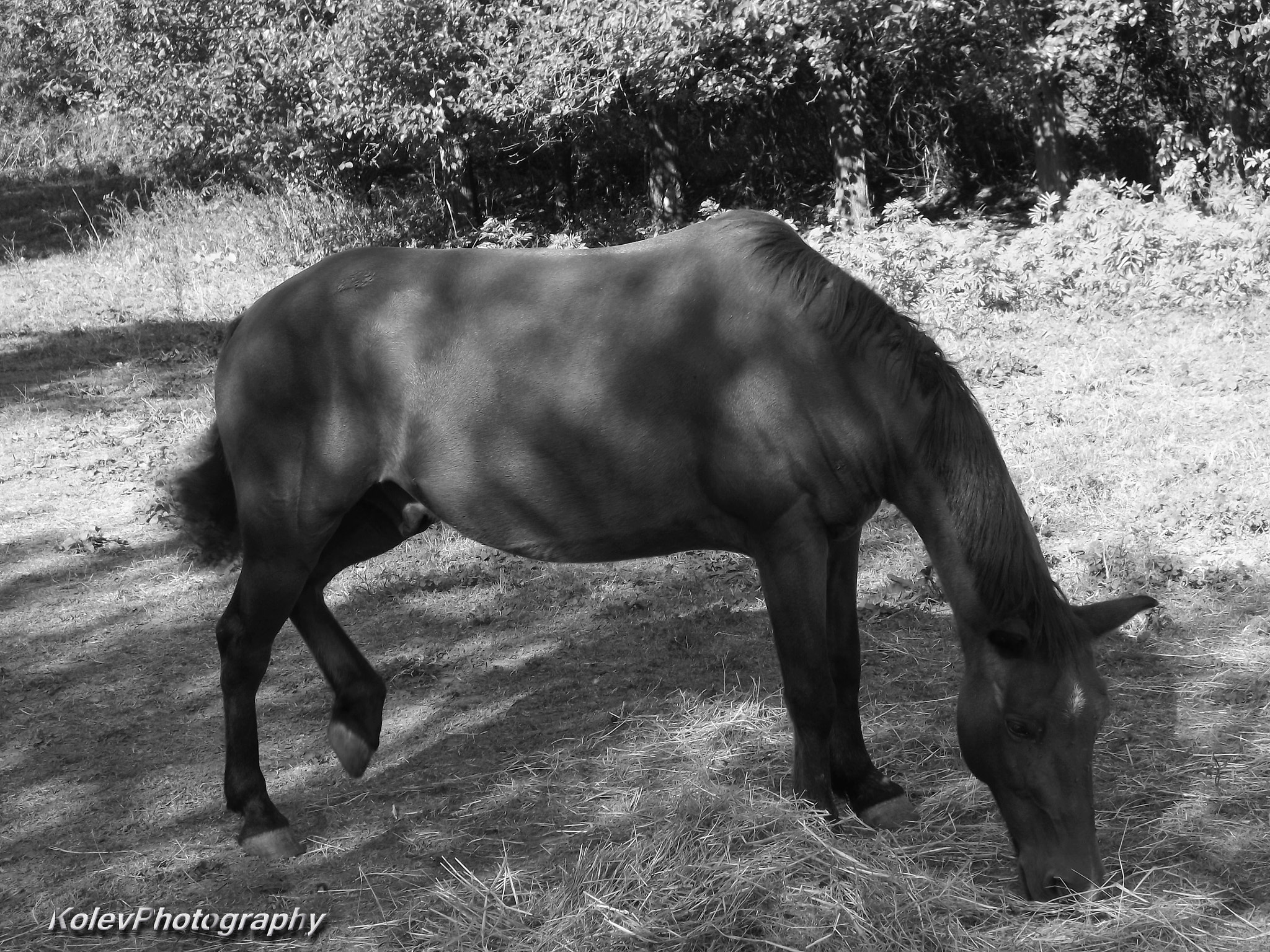 Fujifilm FinePix S3400 sample photo. Horse in the tree :p photography